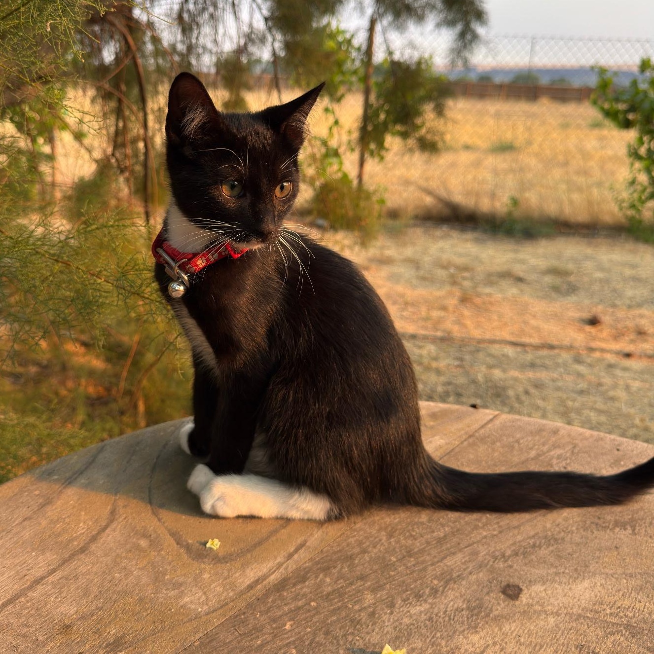 Albert, a ADOPTABLE Tuxedo in Pasco, WA image 2/6