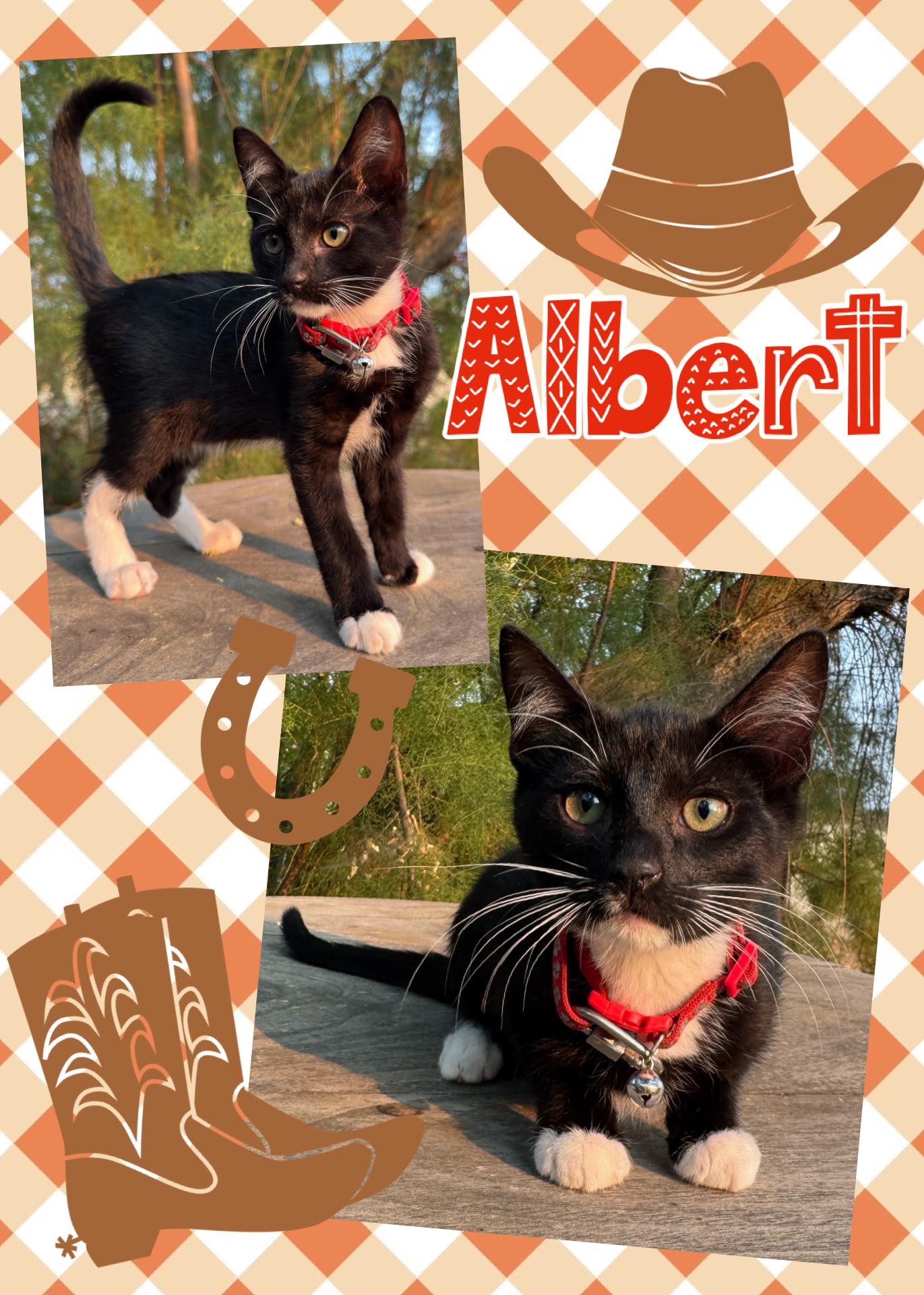 Albert, ADOPTABLE, Kitten Male Tuxedo.