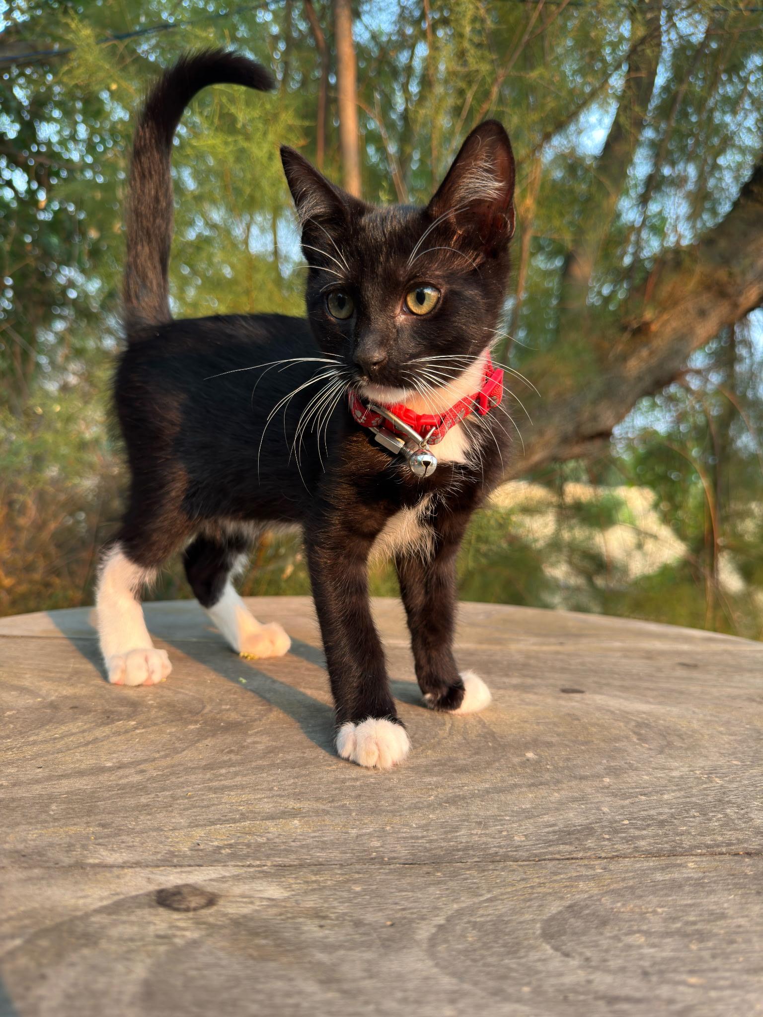 Albert, a ADOPTABLE Tuxedo in Pasco, WA image 6/6