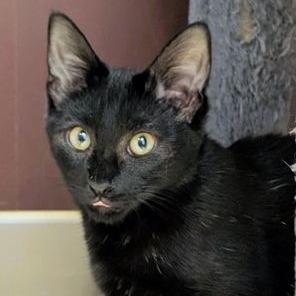 Jacko, a Adoptable Domestic Short Hair in Atlanta, GA image 1/3