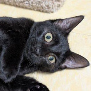 Jacko, a Adoptable Domestic Short Hair in Atlanta, GA image 2/3