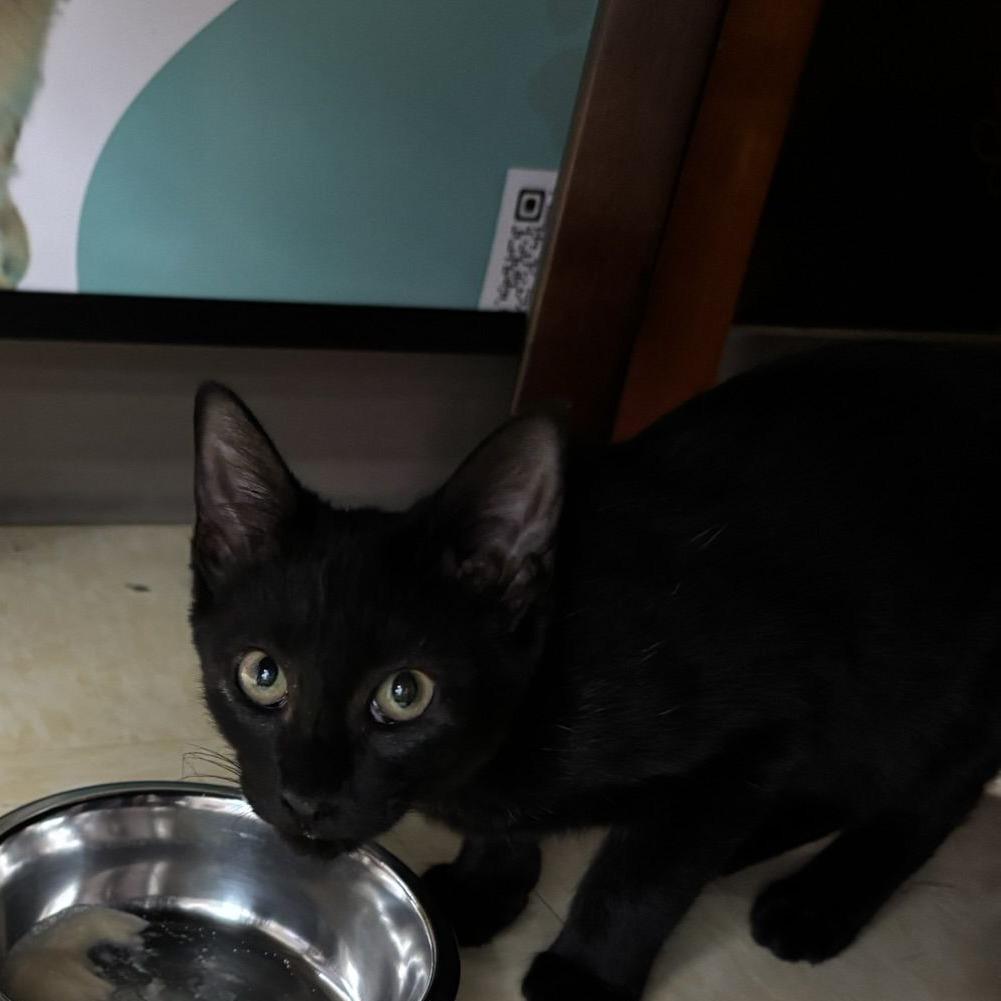 Jacko, a Adoptable Domestic Short Hair in Atlanta, GA image 3/3