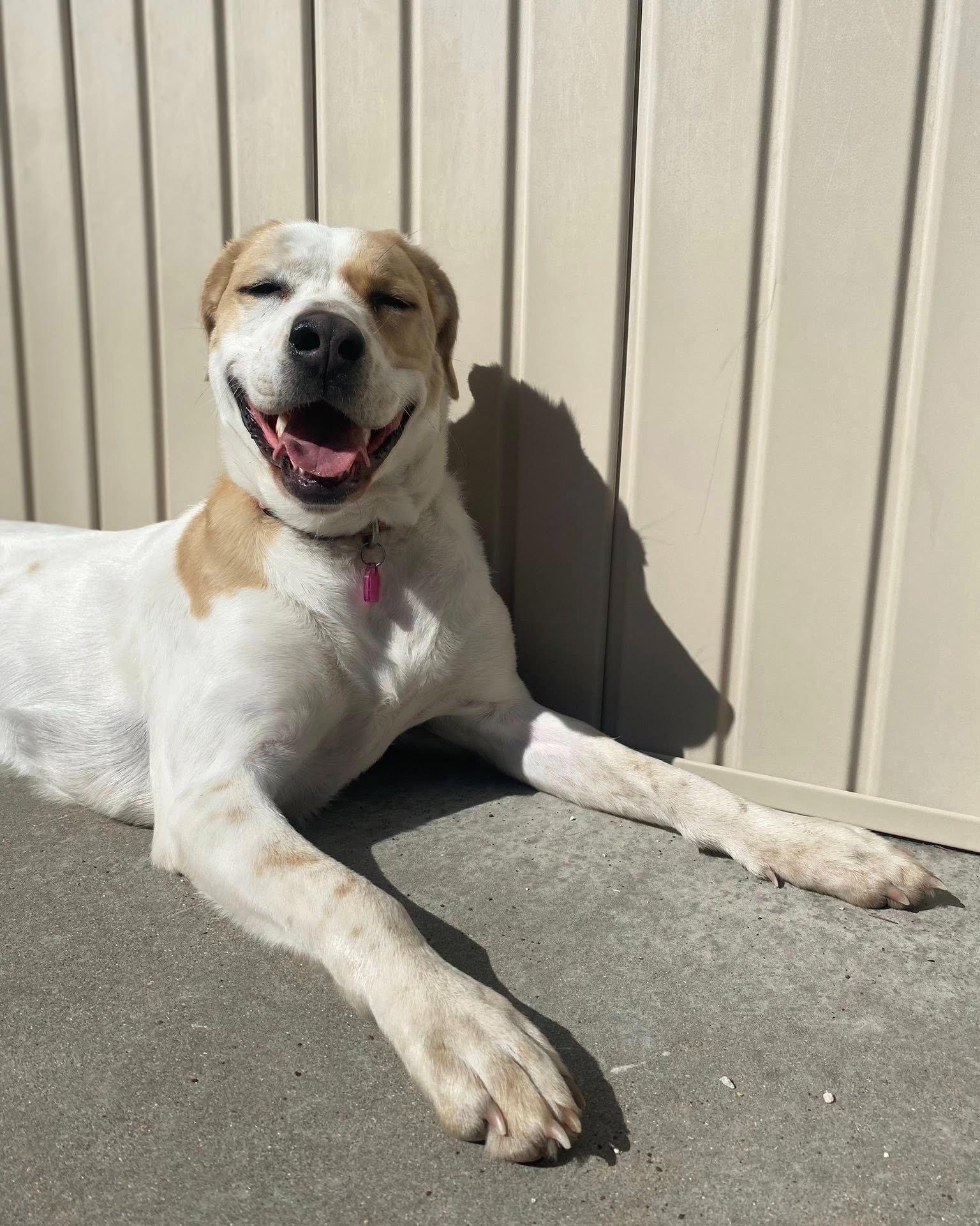 Enlarge Molly, a Adoptable mixed breed in Fremont, MI image 6/6