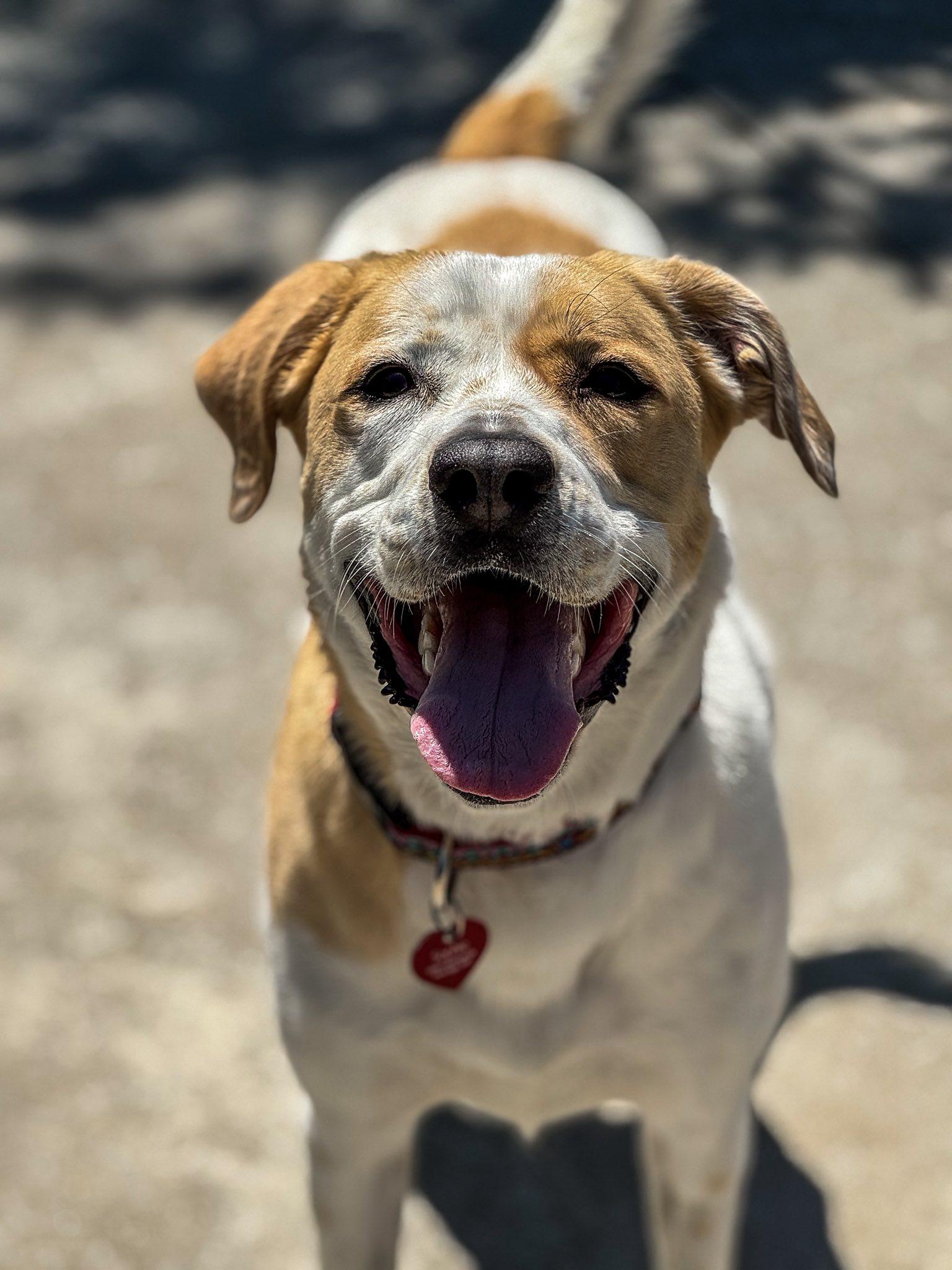 Molly, a Adoptable mixed breed in Fremont, MI image 1/3