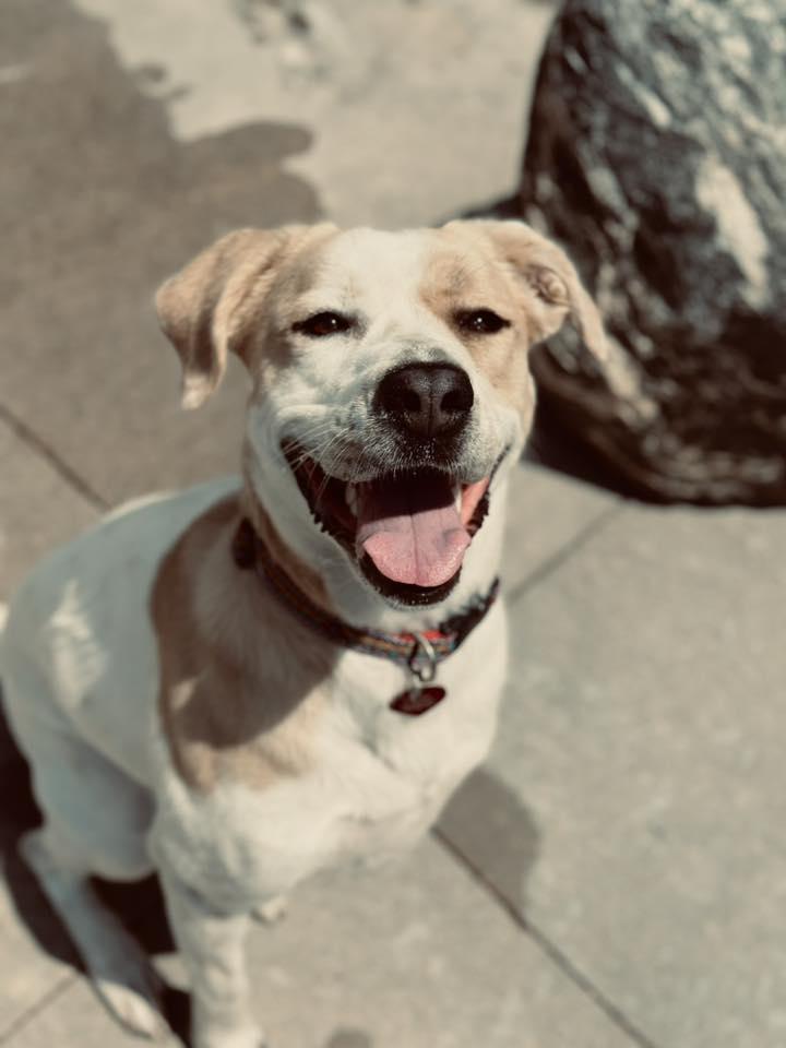 Molly, Adoptable, Adult Female Retriever & Great Pyrenees.