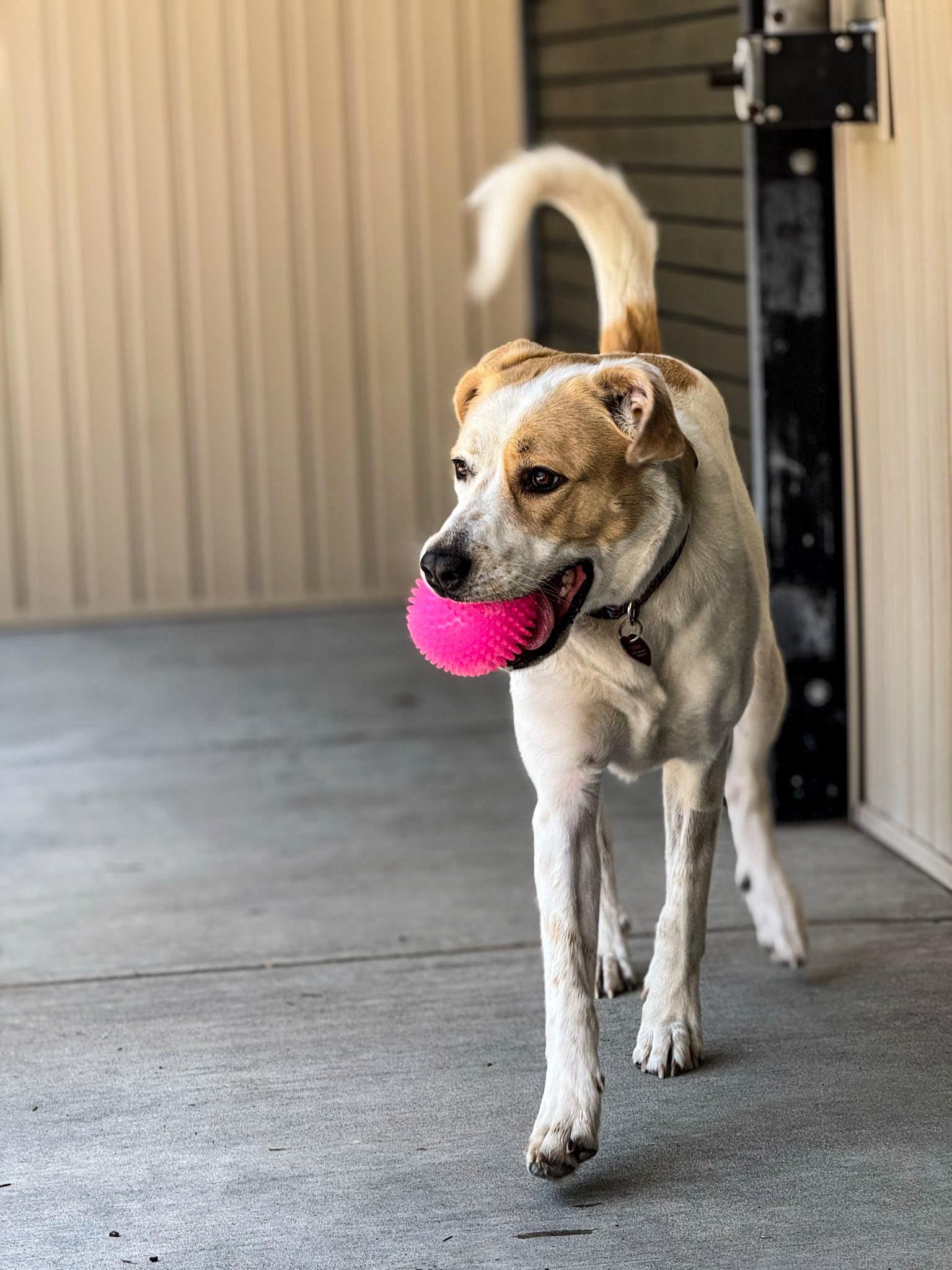 Molly, a Adoptable mixed breed in Fremont, MI image 2/3