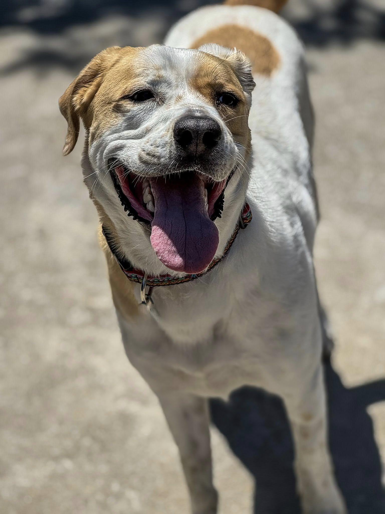 Molly, a Adoptable mixed breed in Fremont, MI image 3/3