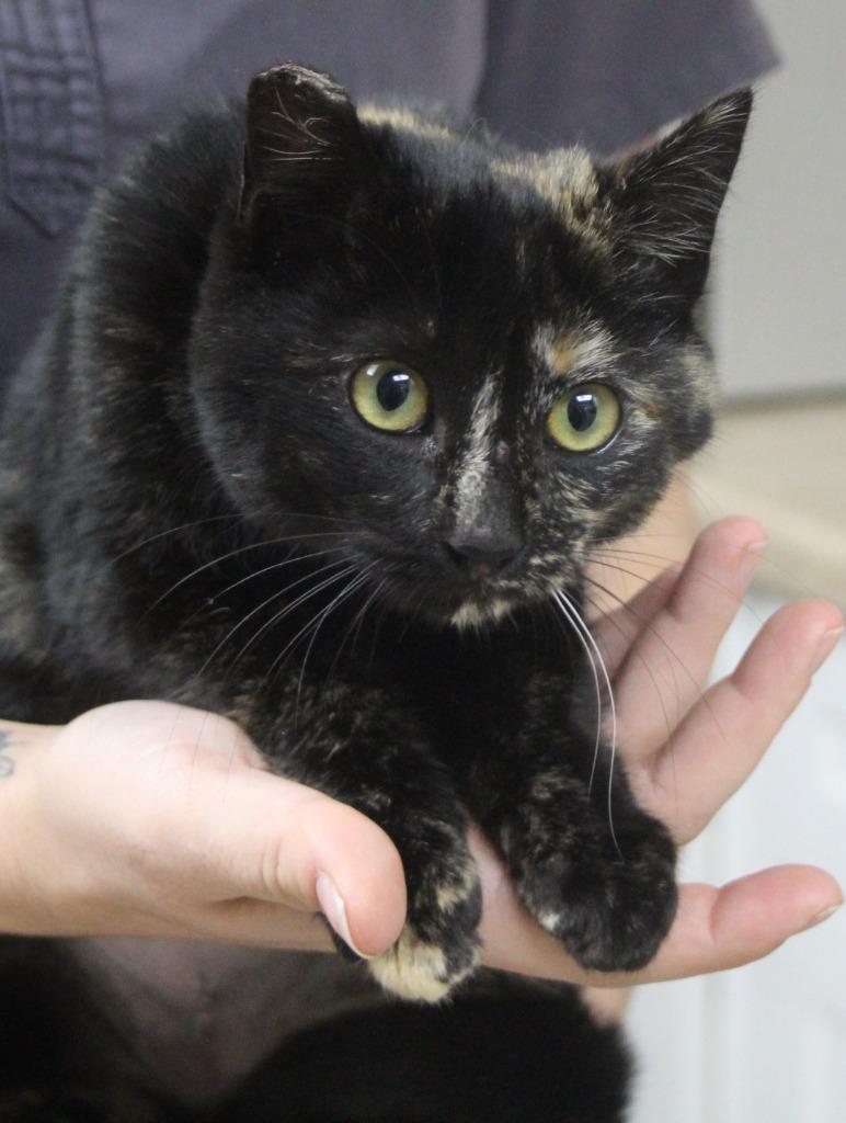 Coraline, Adoptable, Kitten Female Domestic Short Hair.