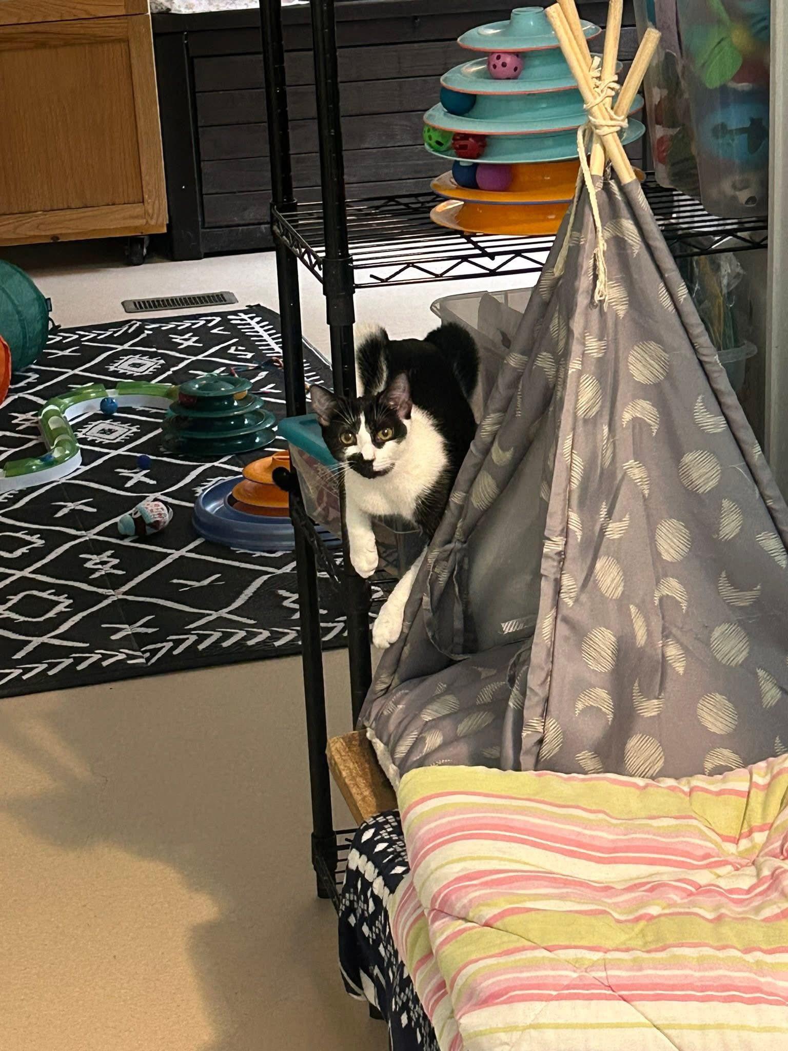 Miss Moo, a Adoptable Domestic Short Hair in Dellslow, WV image 2/6