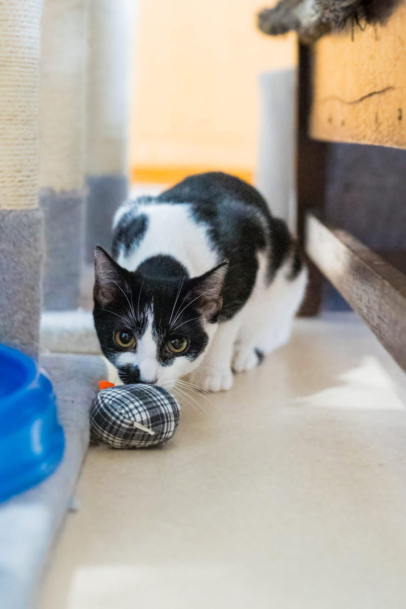 Miss Moo, a Adoptable Domestic Short Hair in Dellslow, WV image 3/6