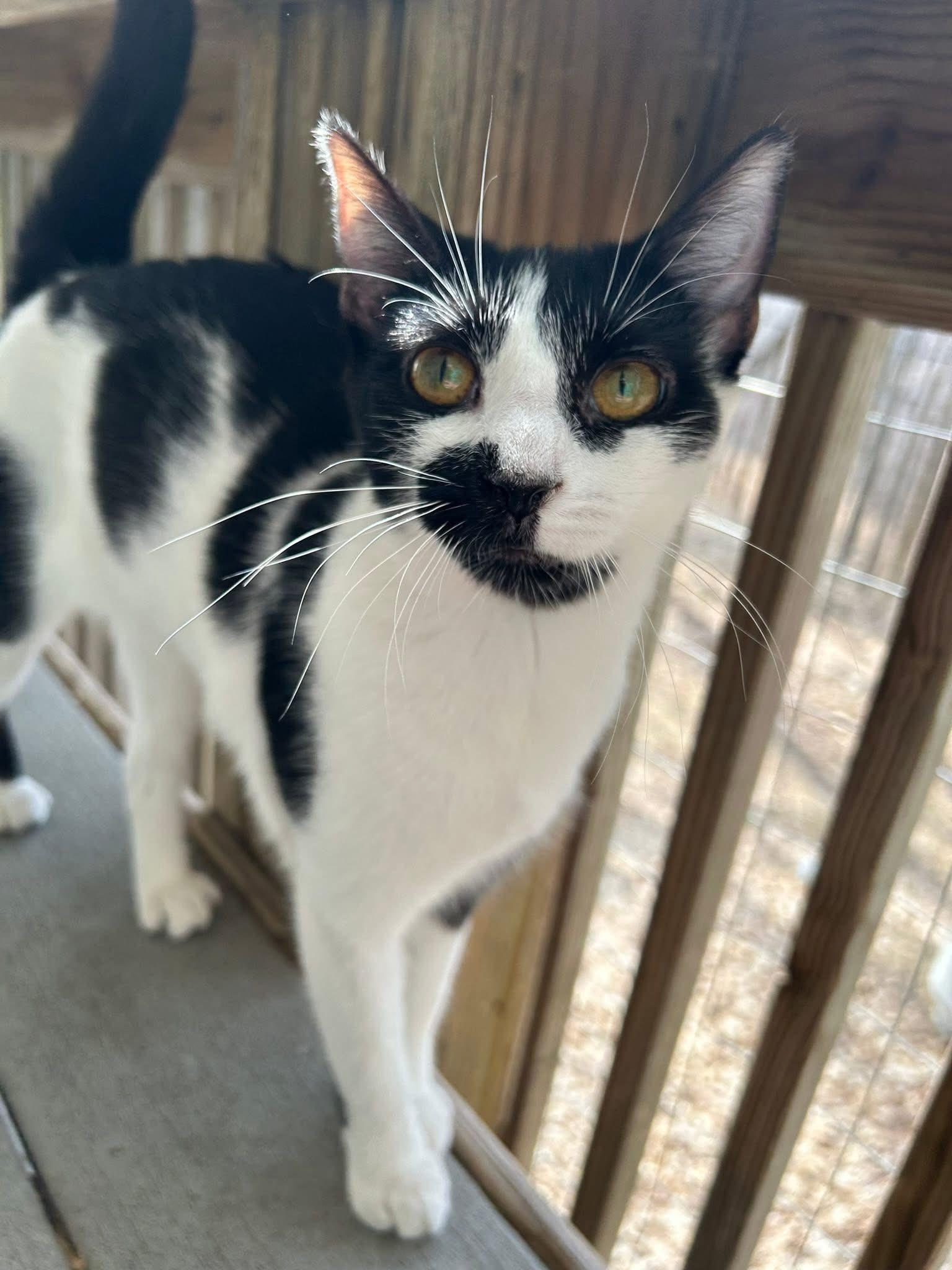 Miss Moo, a Adoptable Domestic Short Hair in Dellslow, WV image 4/6