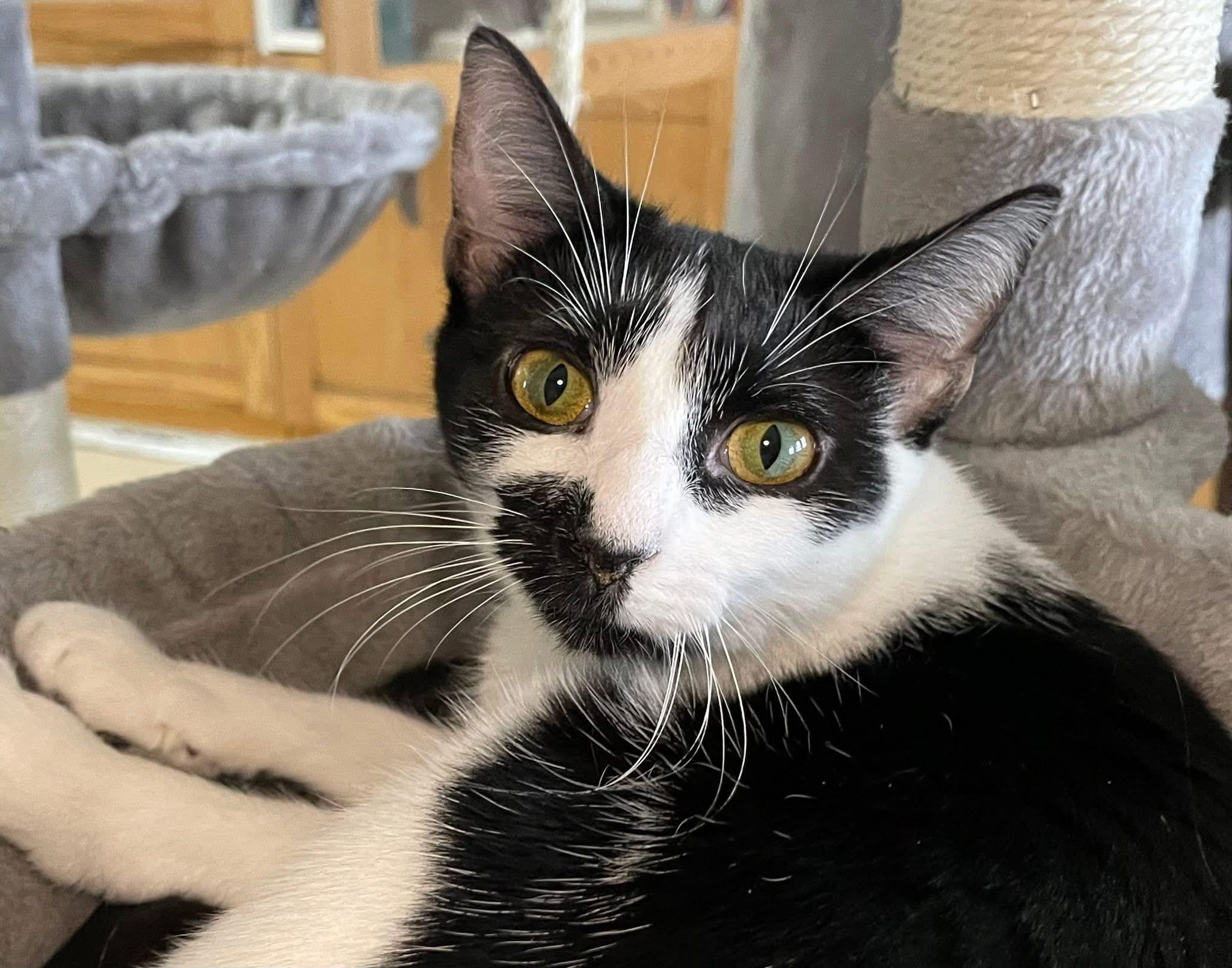 Miss Moo, a Adoptable Domestic Short Hair in Dellslow, WV image 5/6