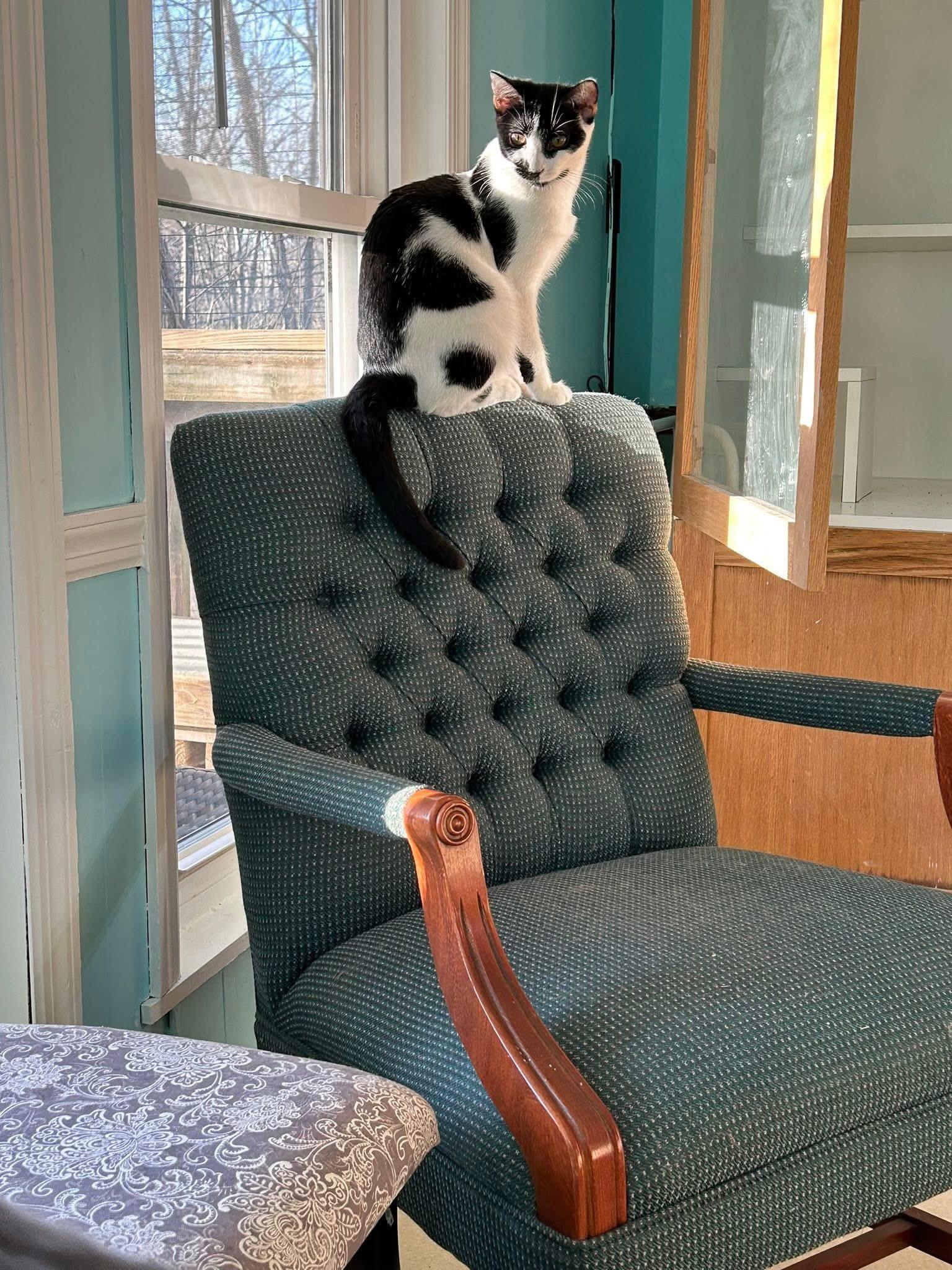 Miss Moo, a Adoptable Domestic Short Hair in Dellslow, WV image 6/6