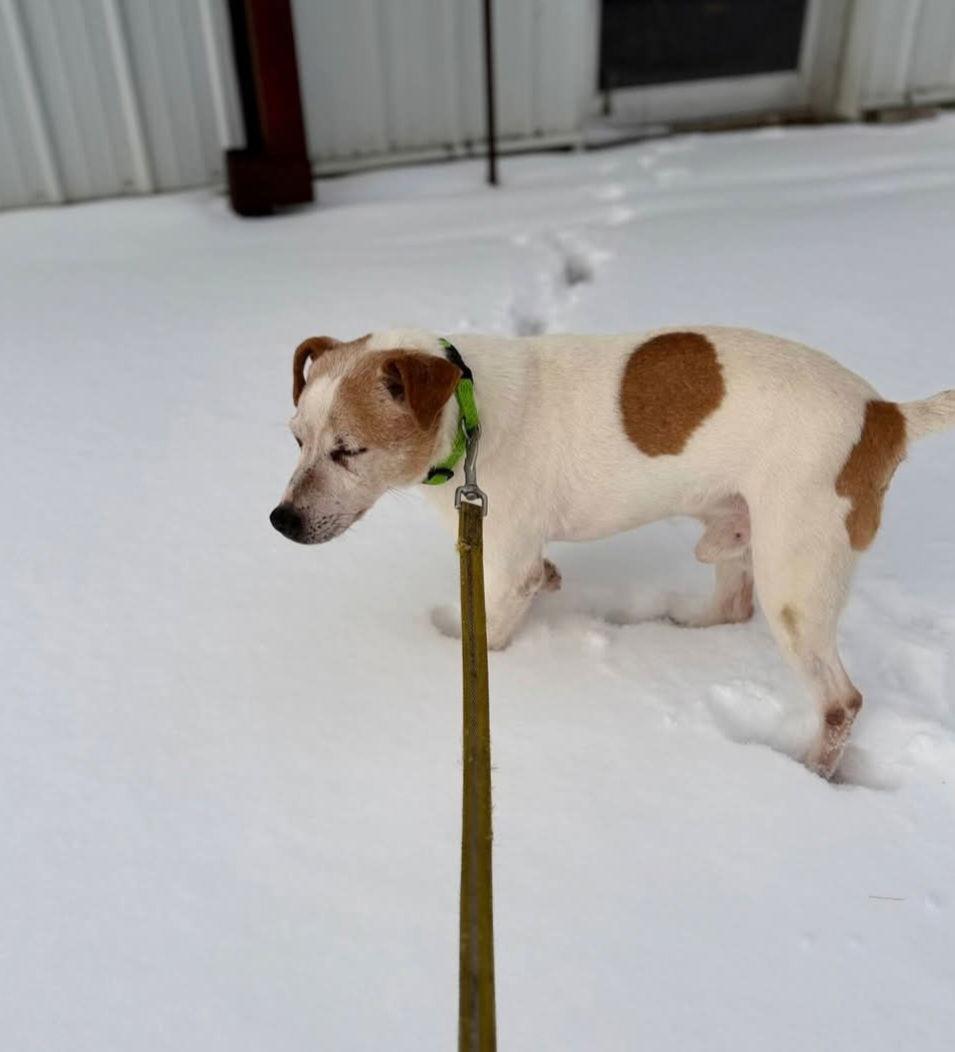 Enlarge Otis, a Adopted Jack Russell Terrier in Buffalo, MN image 1/5