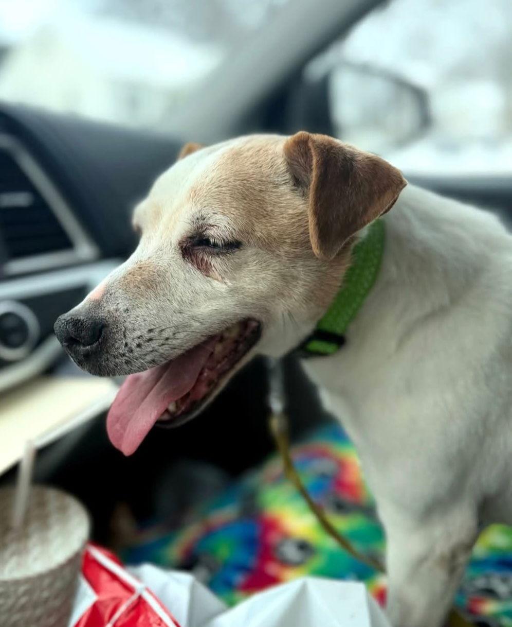 Enlarge Otis, a Adopted Jack Russell Terrier in Buffalo, MN image 3/5