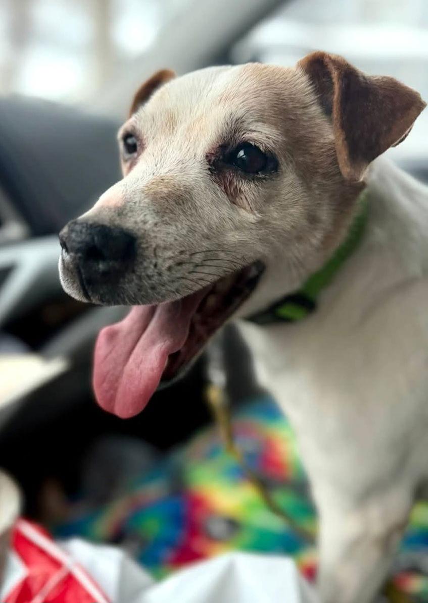 Enlarge Otis, a Adopted Jack Russell Terrier in Buffalo, MN image 5/5