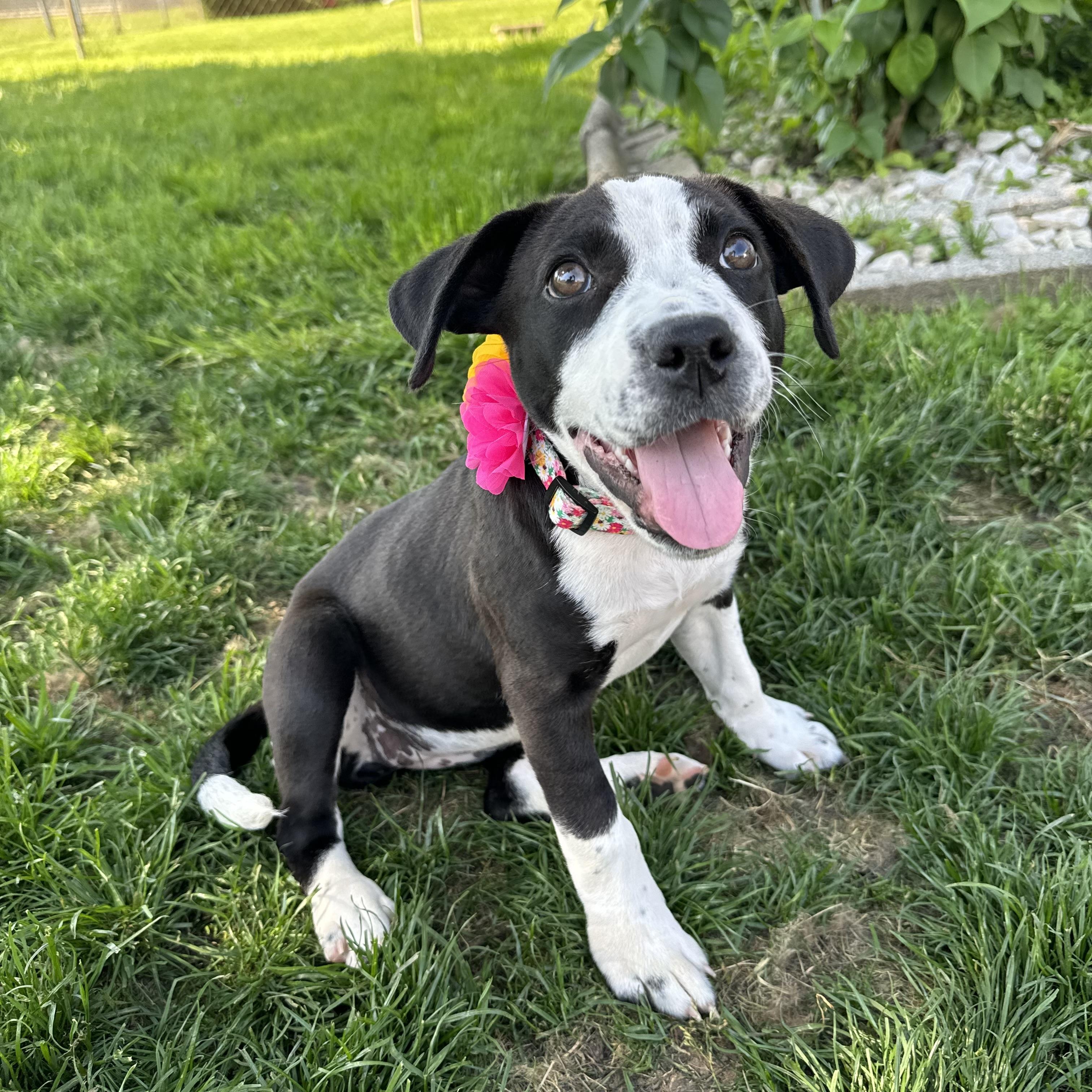 Enlarge Delta Rae , a ADOPTABLE mixed breed in China Township, MI image 5/6
