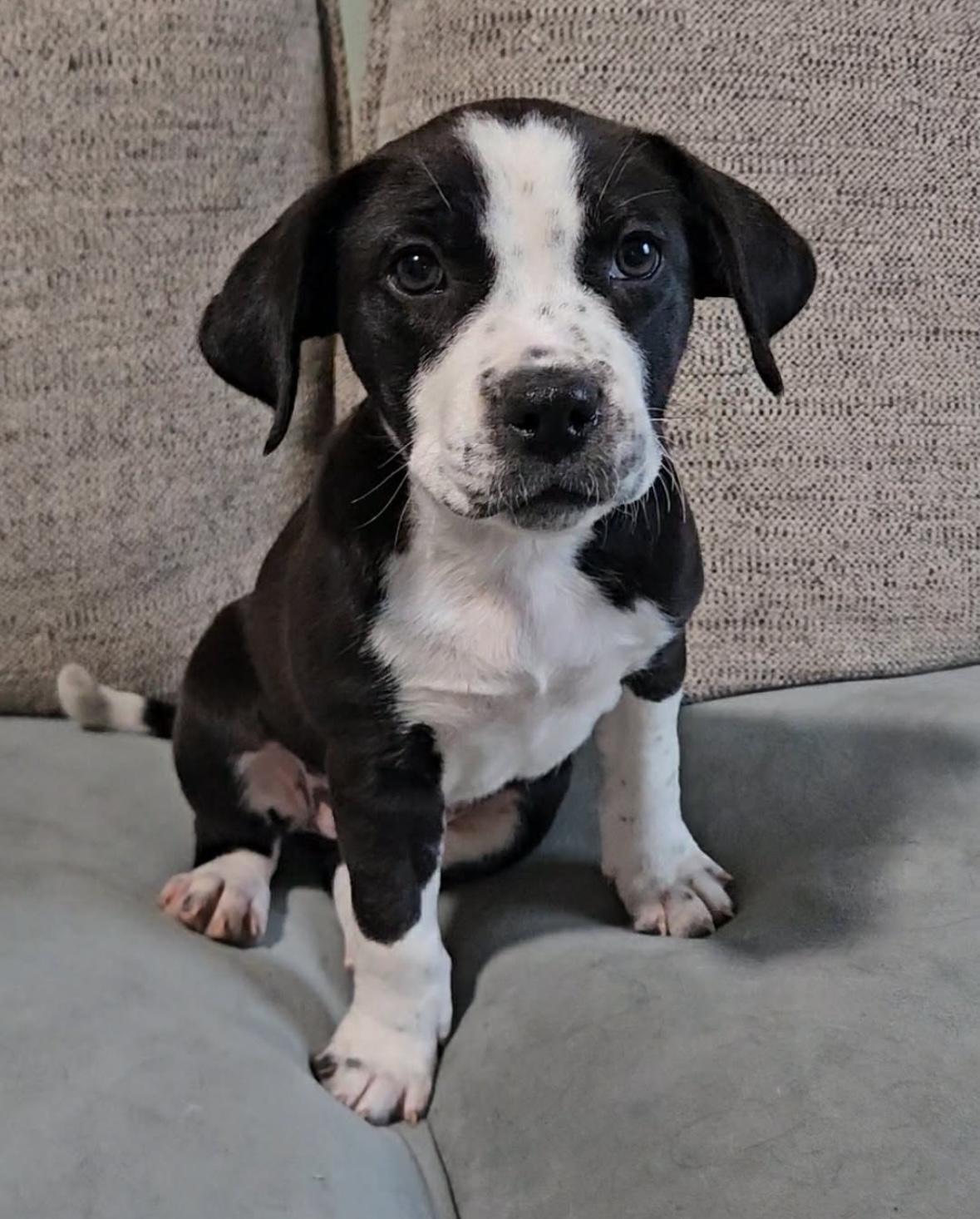Delta Rae , ADOPTABLE, Puppy Female Australian Cattle Dog / Blue Heeler.