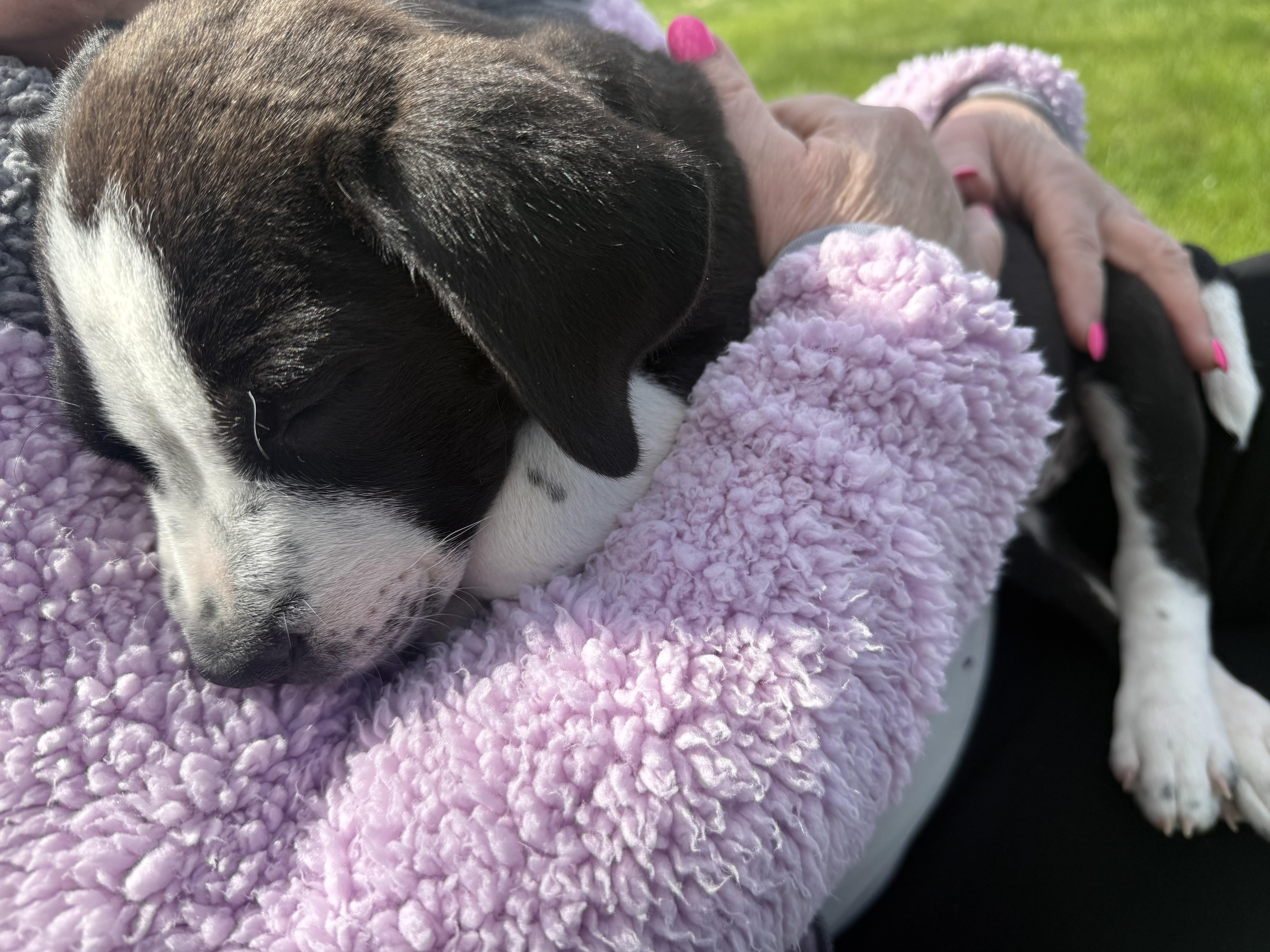 Enlarge Delta Rae , a ADOPTABLE mixed breed in China Township, MI image 4/6
