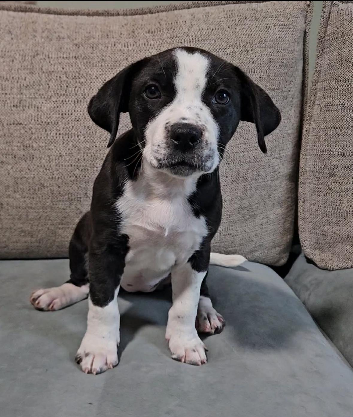 Enlarge Delta Rae , a ADOPTABLE Australian Cattle Dog / Blue Heeler in China Township, MI image 5/6