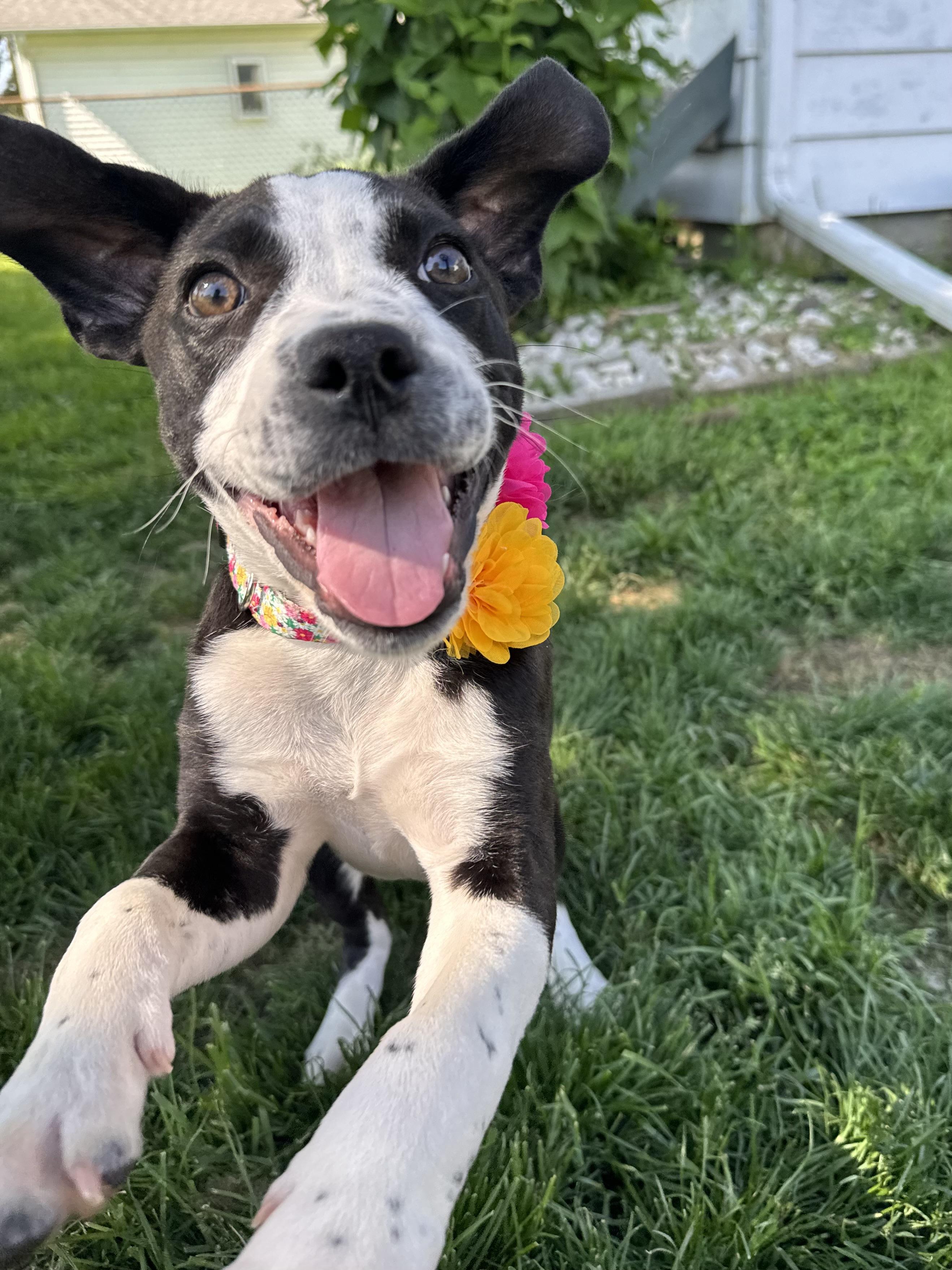 Enlarge Delta Rae , a ADOPTABLE mixed breed in China Township, MI image 3/6