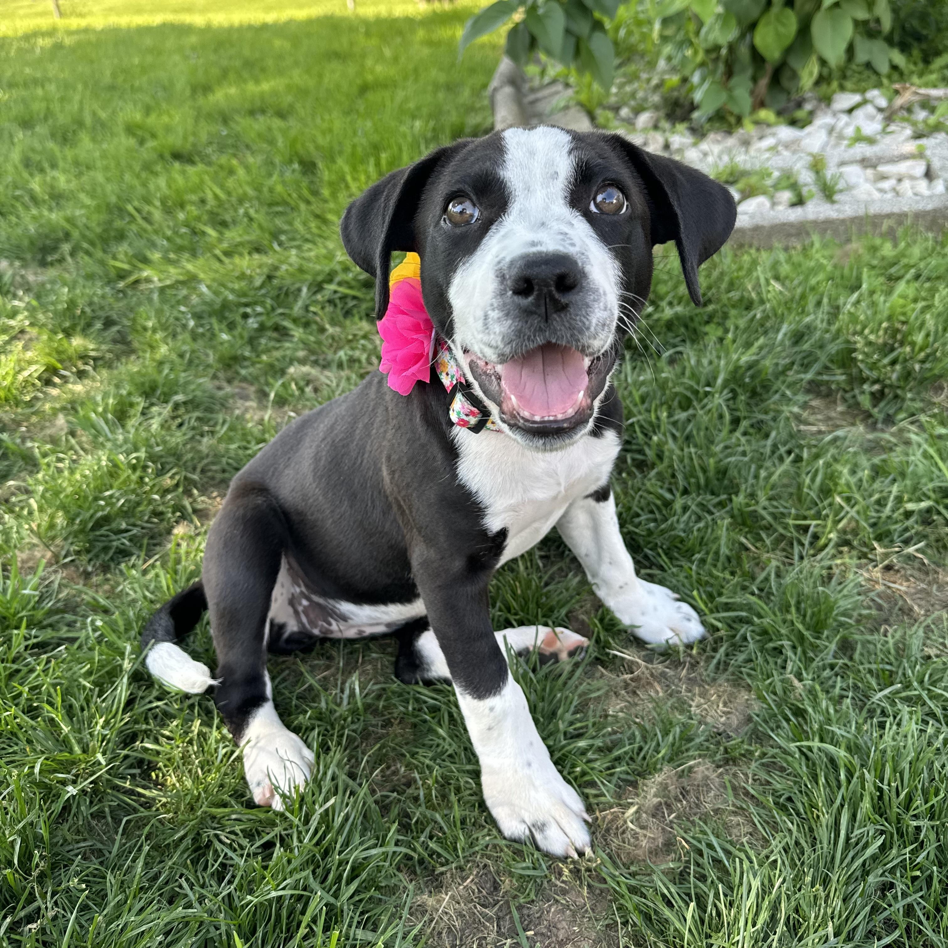 Enlarge Delta Rae , a ADOPTABLE mixed breed in China Township, MI image 1/6