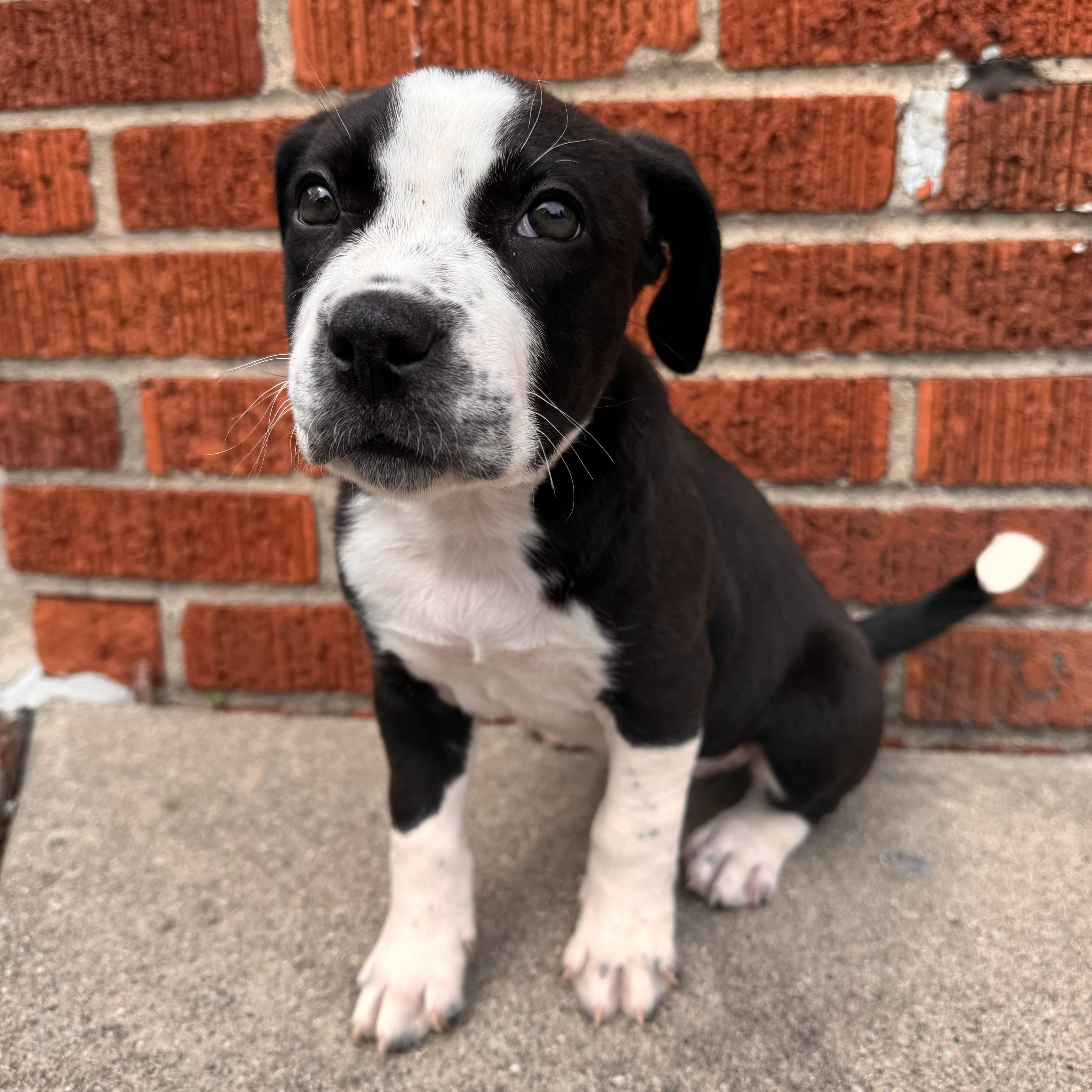 Enlarge Delta Rae , a ADOPTABLE Australian Cattle Dog / Blue Heeler in China Township, MI image 2/6