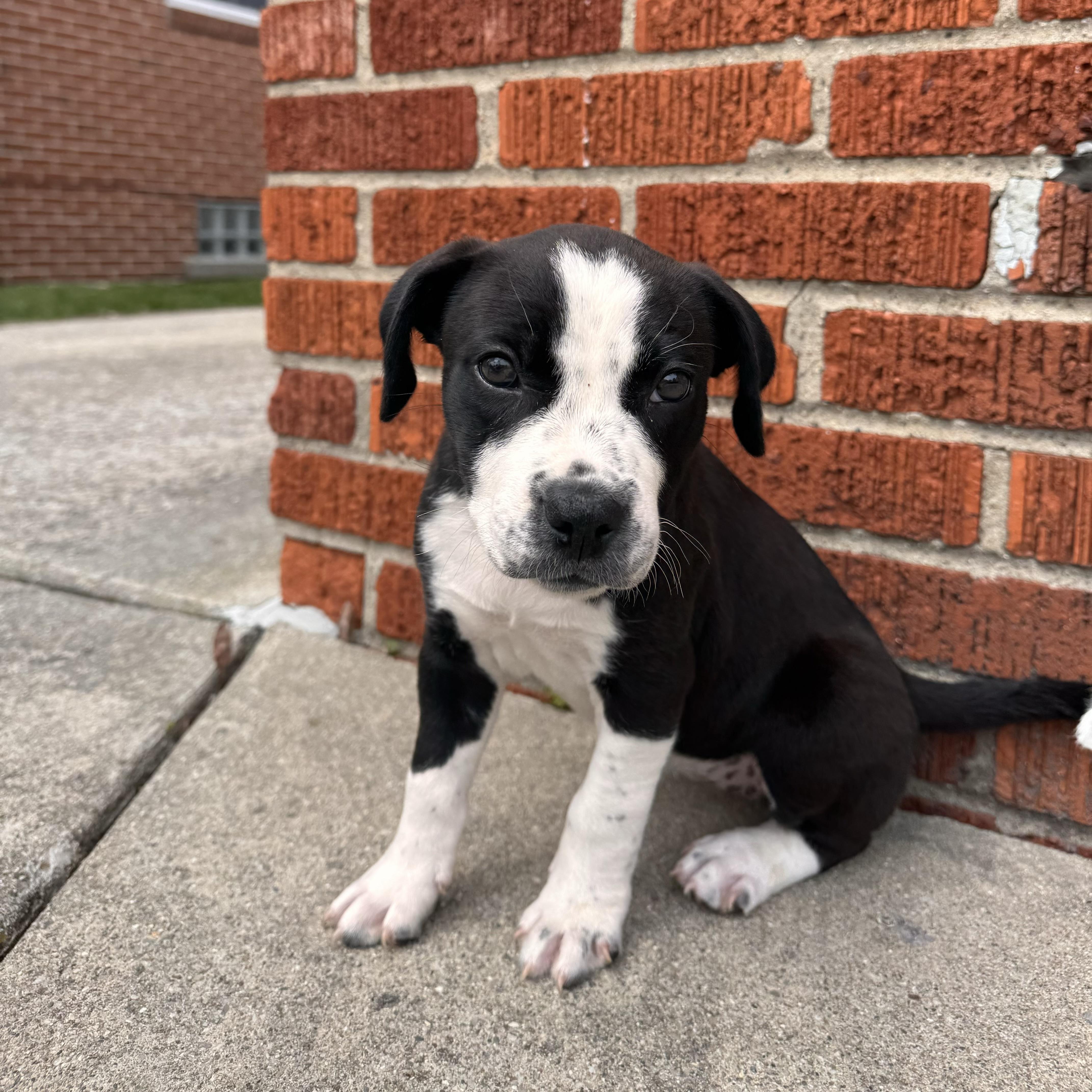 Enlarge Delta Rae , a ADOPTABLE Australian Cattle Dog / Blue Heeler in China Township, MI image 3/6