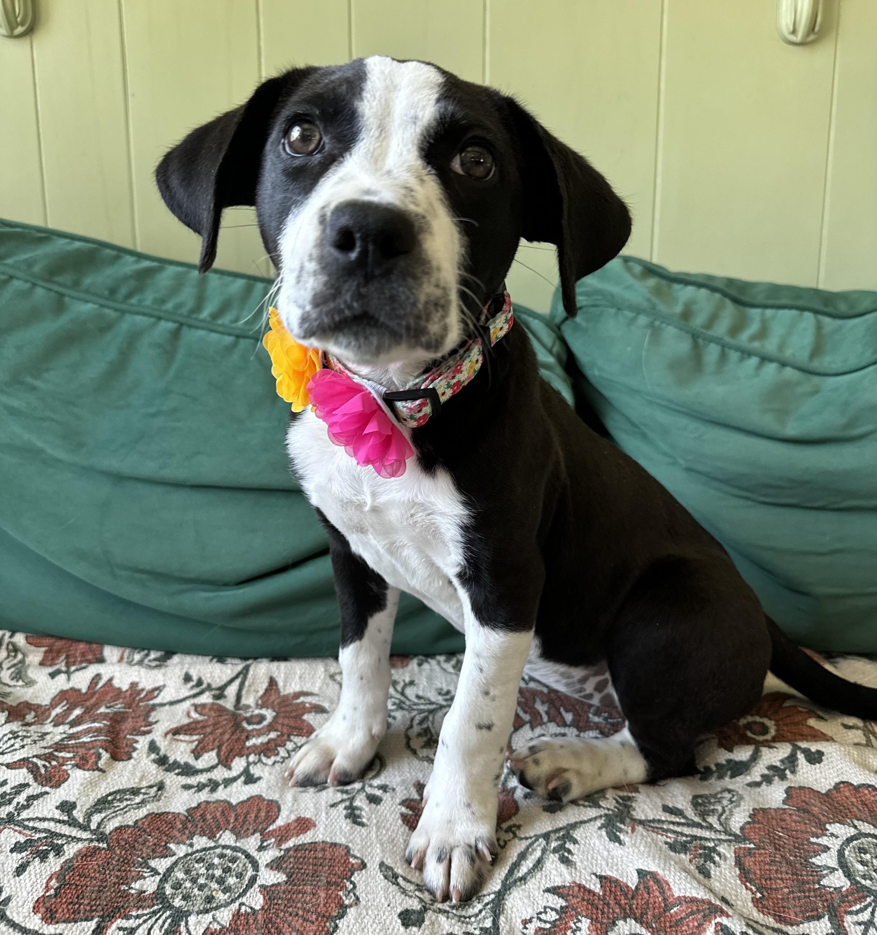 Enlarge Delta Rae , a ADOPTABLE mixed breed in China Township, MI image 2/6