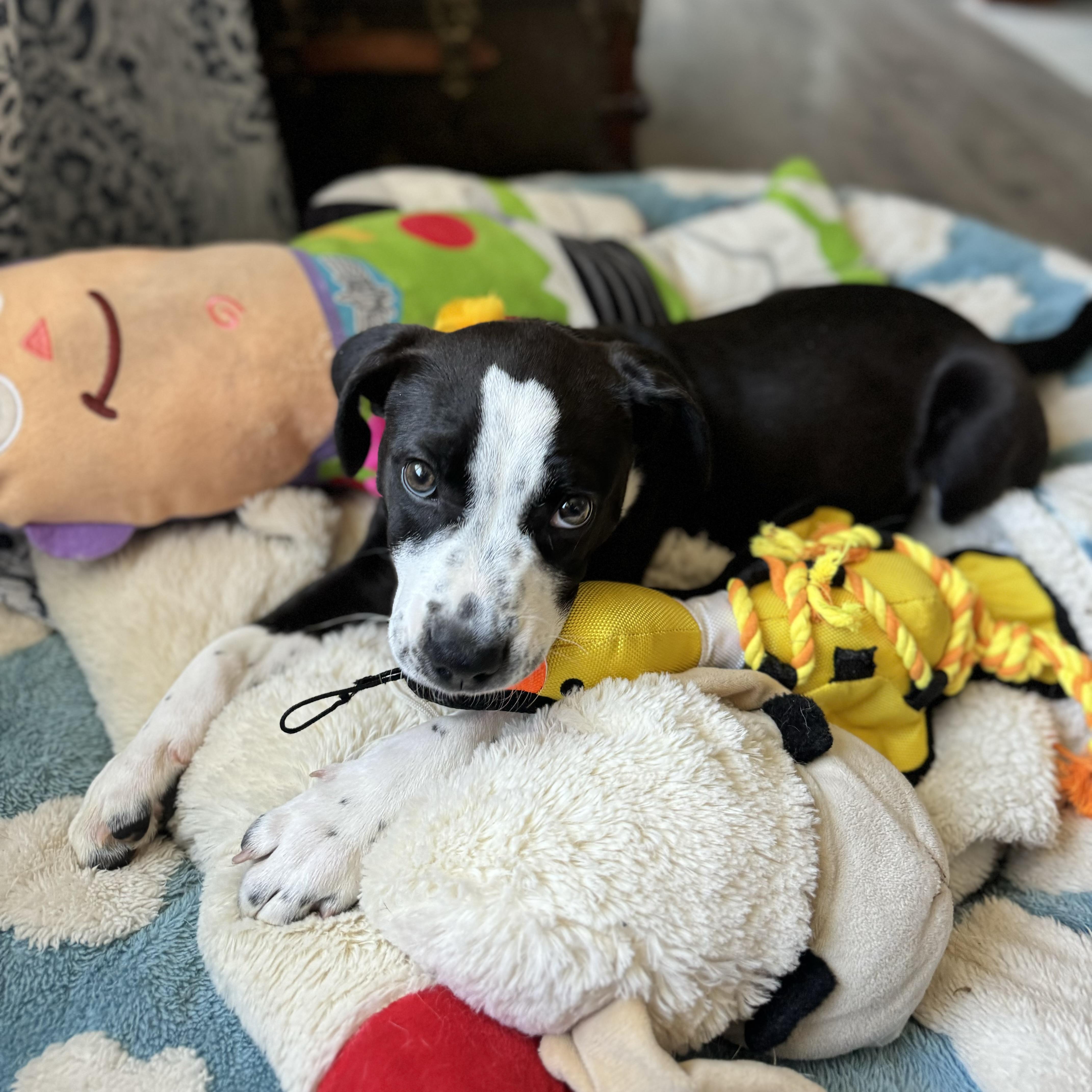 Enlarge Delta Rae , a ADOPTABLE mixed breed in China Township, MI image 6/6