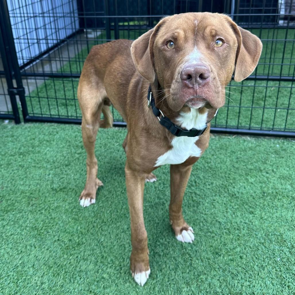 Inspector Gadget, Adoptable, Young Male Mixed Breed.