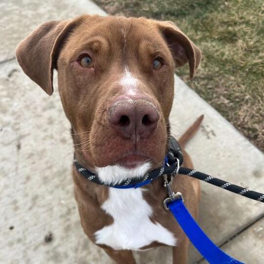 Enlarge Inspector Gadget, a Adoptable mixed breed in Matteson, IL image 1/6