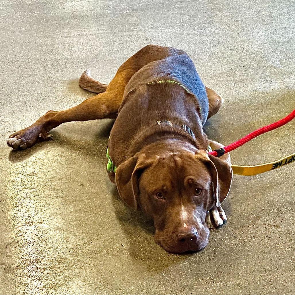 Enlarge Inspector Gadget, a Adoptable mixed breed in Matteson, IL image 2/6