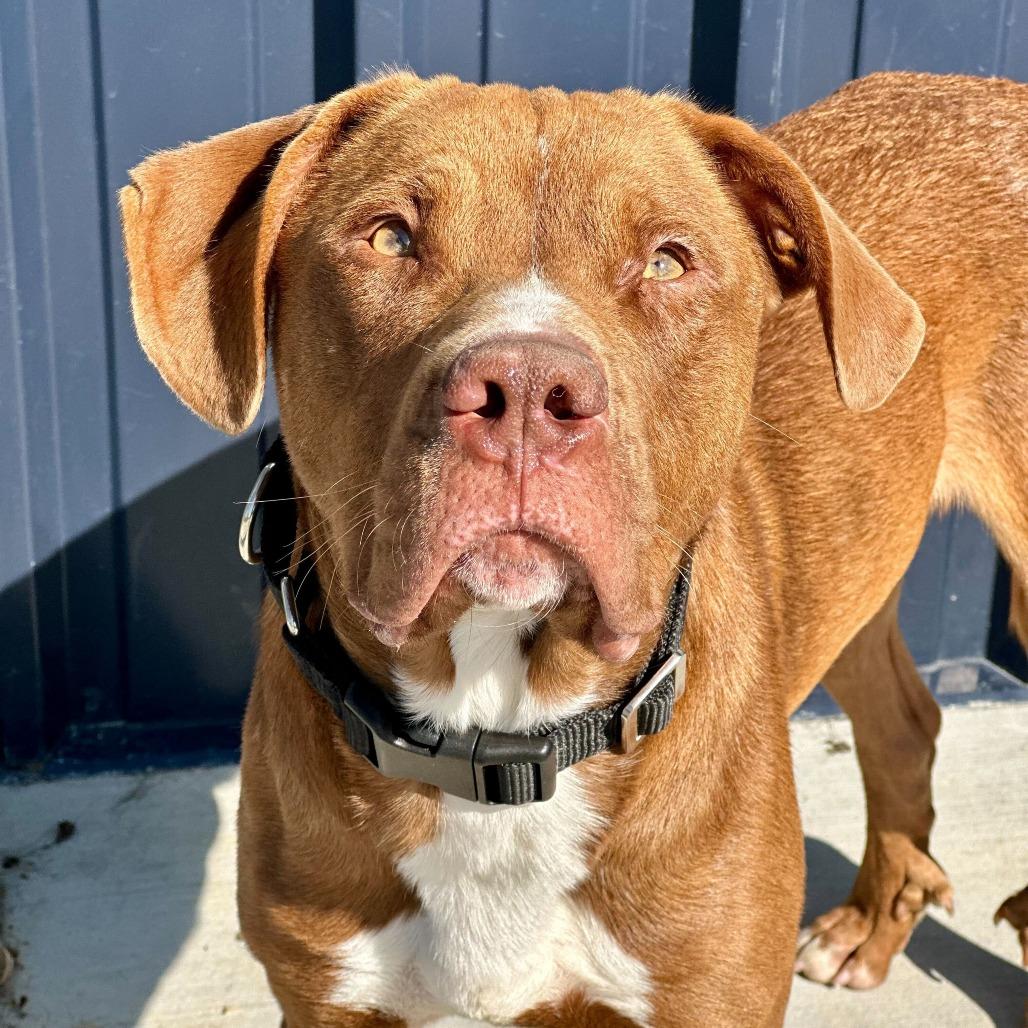 Enlarge Inspector Gadget, a Adoptable mixed breed in Matteson, IL image 3/6