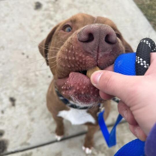Enlarge Inspector Gadget, a Adoptable mixed breed in Matteson, IL image 4/6