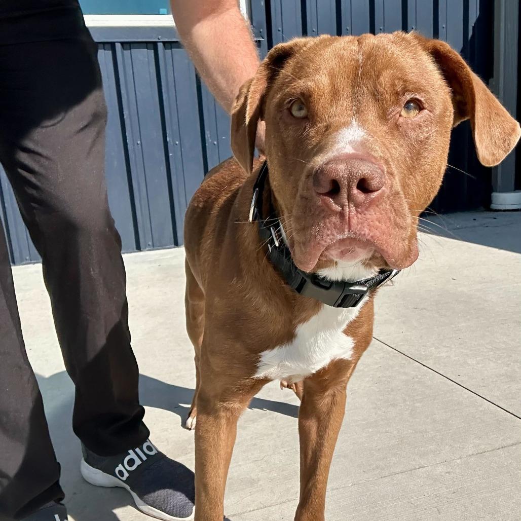 Enlarge Inspector Gadget, a Adoptable mixed breed in Matteson, IL image 5/6