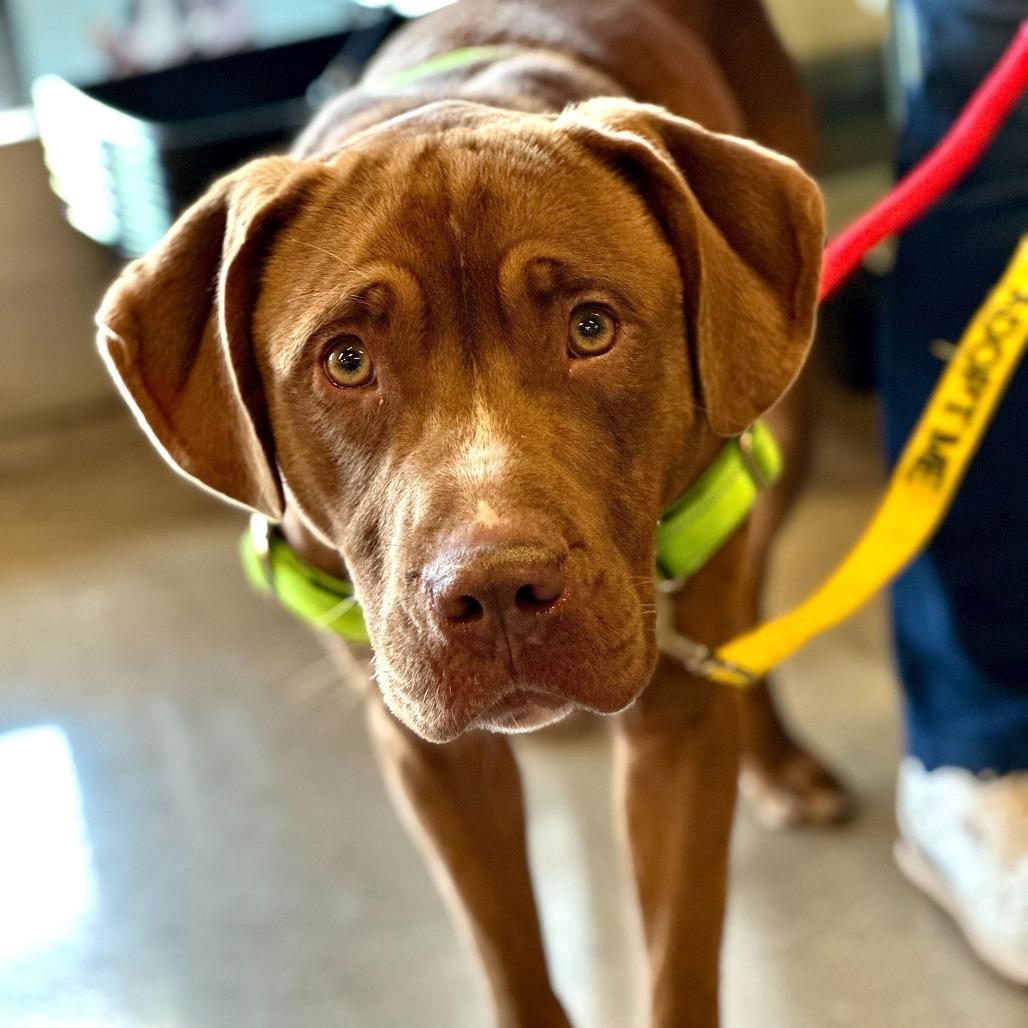 Enlarge Inspector Gadget, a Adoptable mixed breed in Matteson, IL image 6/6