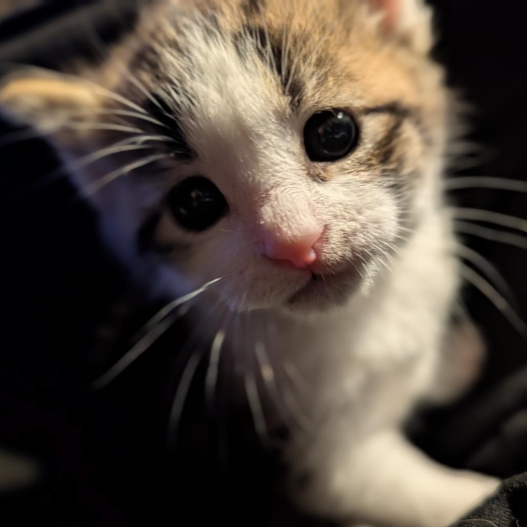 Pinto Bean, Adoptable, Kitten Male Domestic Short Hair.