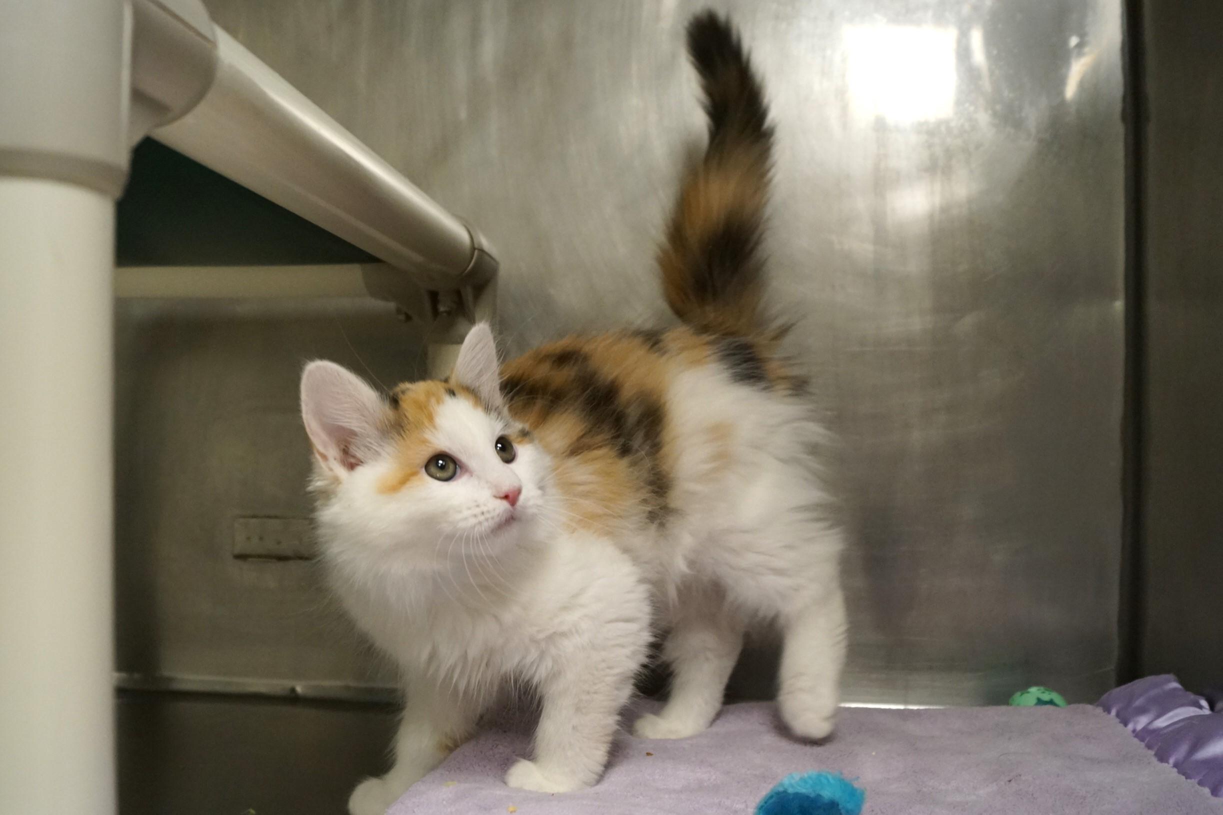 Enlarge La Di Da Di - Kitten 5, an adopted Calico in New Milford, CT image 3/6