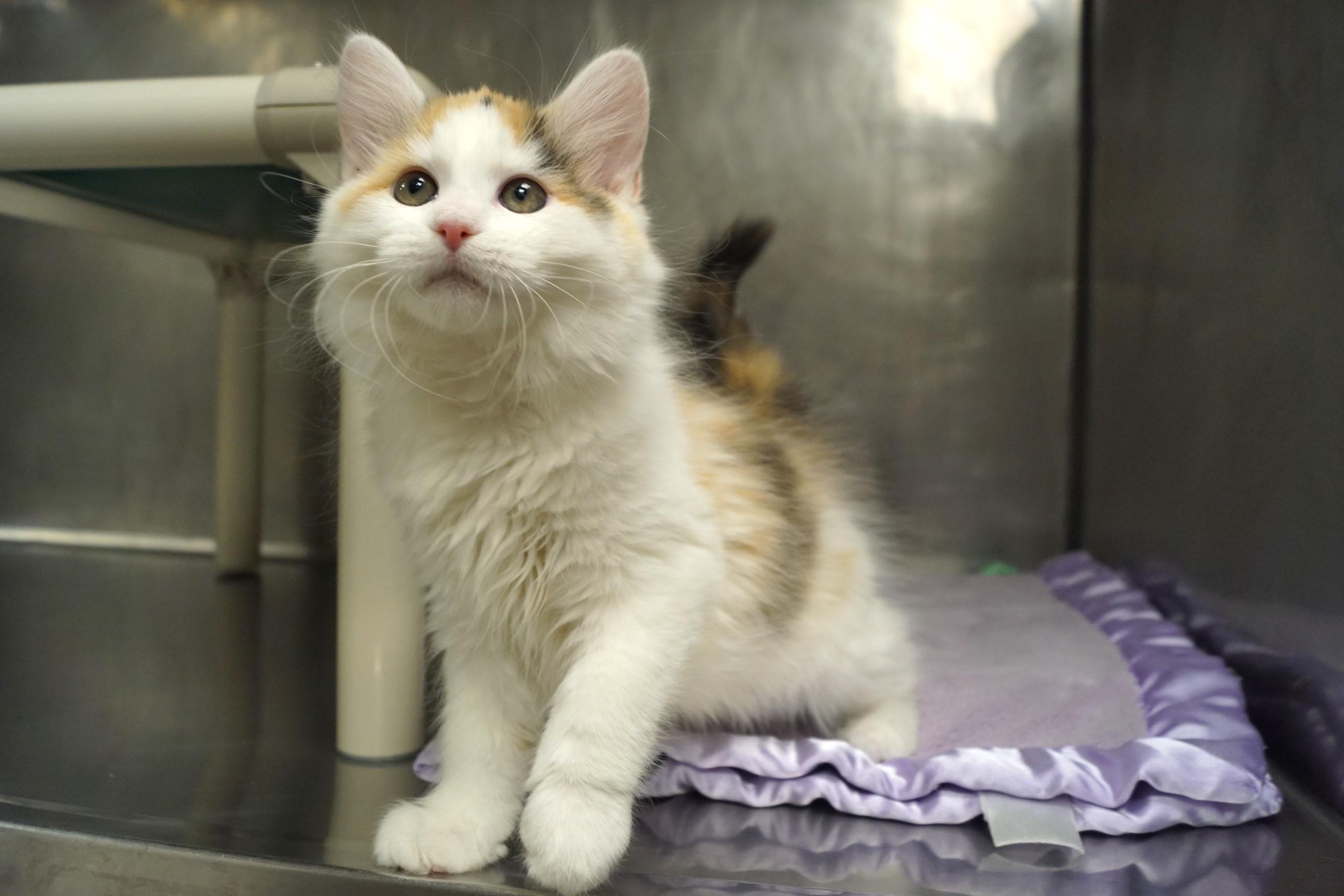 Enlarge La Di Da Di - Kitten 5, an adopted Calico in New Milford, CT image 2/6