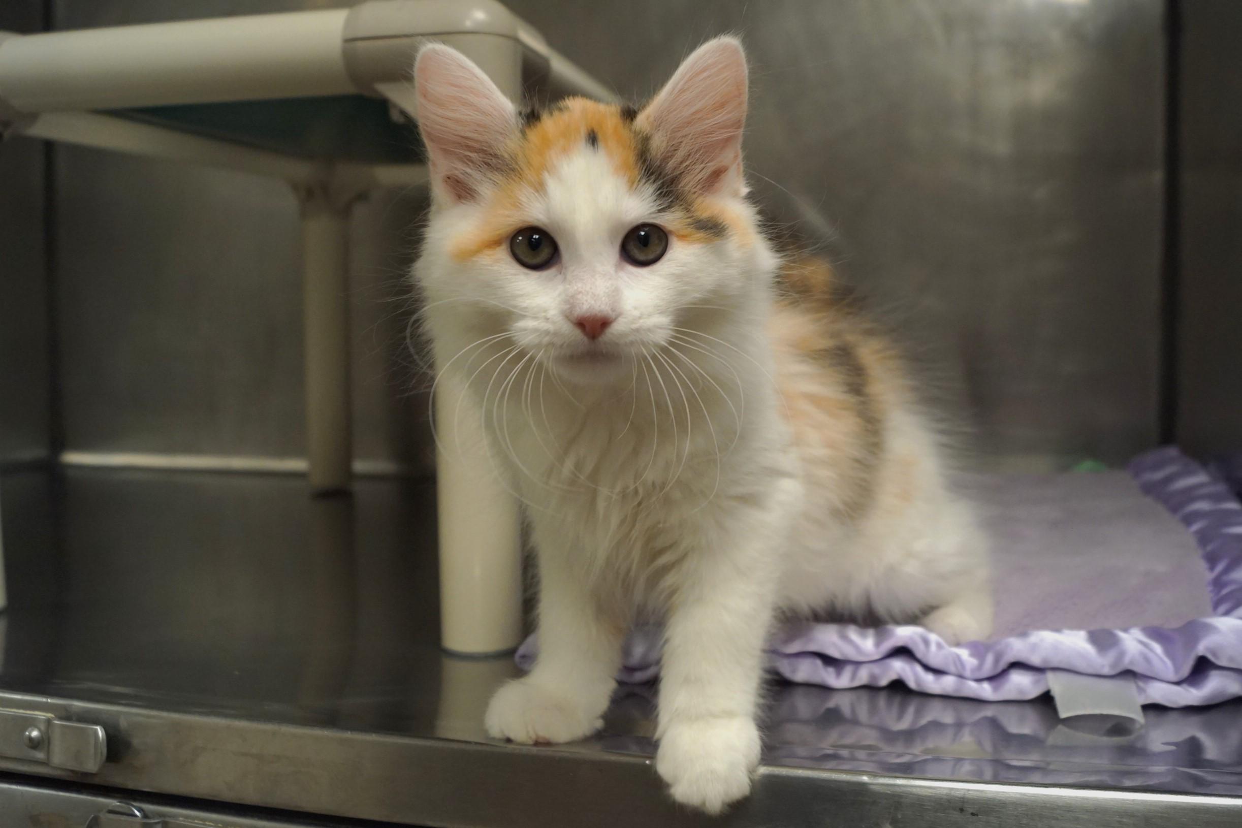 Enlarge La Di Da Di - Kitten 5, an adopted Calico in New Milford, CT image 6/6
