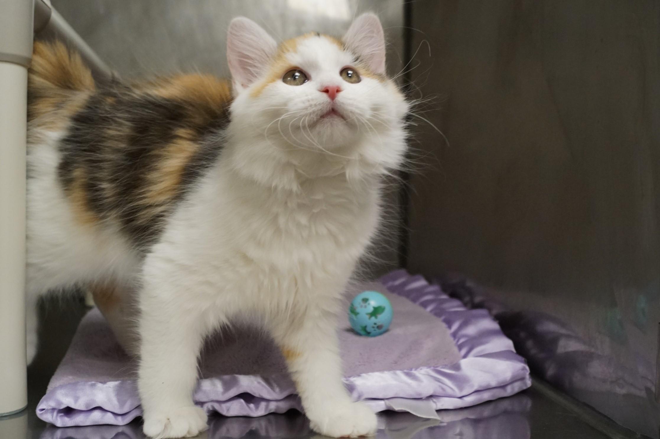 Enlarge La Di Da Di - Kitten 5, an adopted Calico in New Milford, CT image 5/6