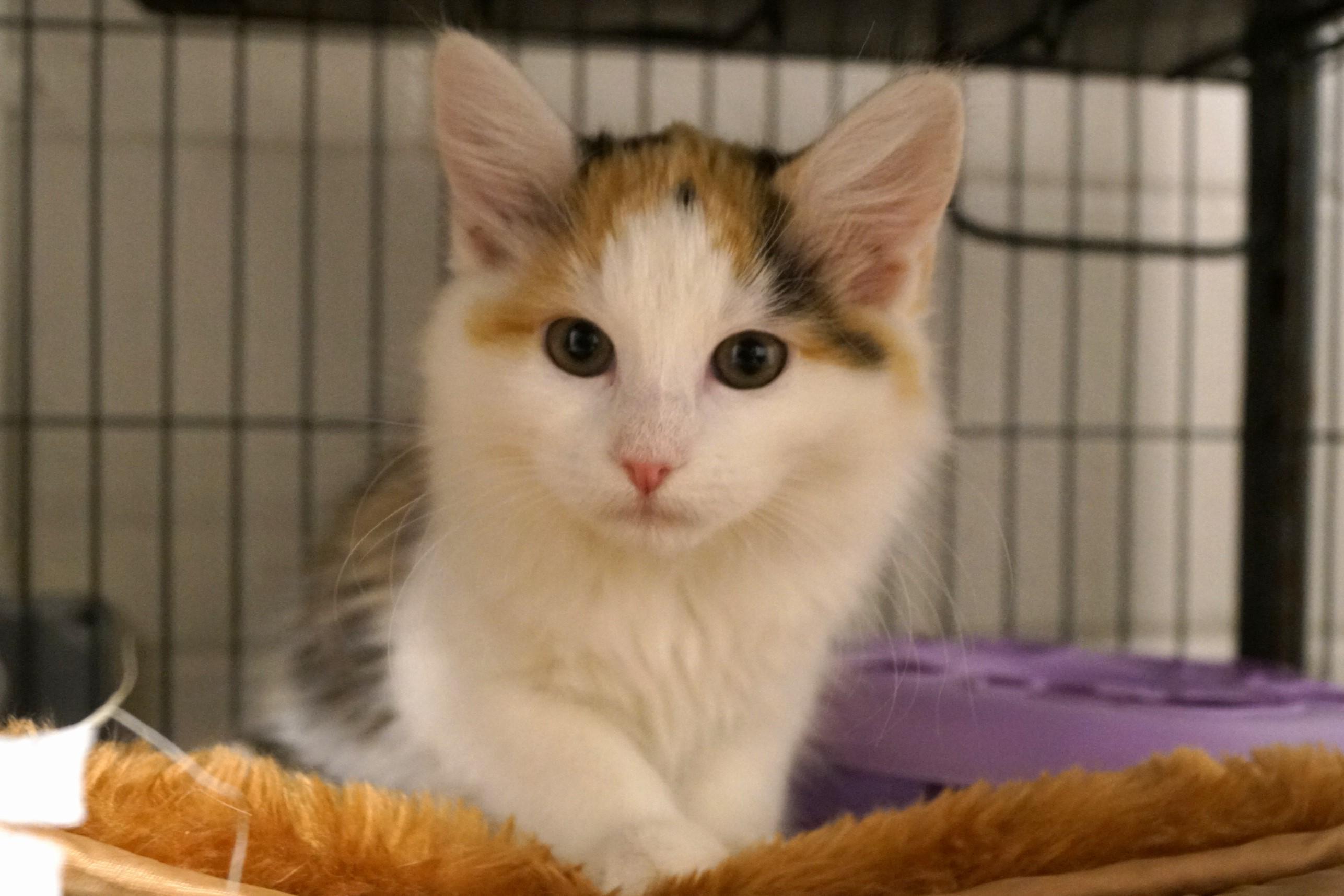 Enlarge La Di Da Di - Kitten 5, an adopted Calico in New Milford, CT image 1/6