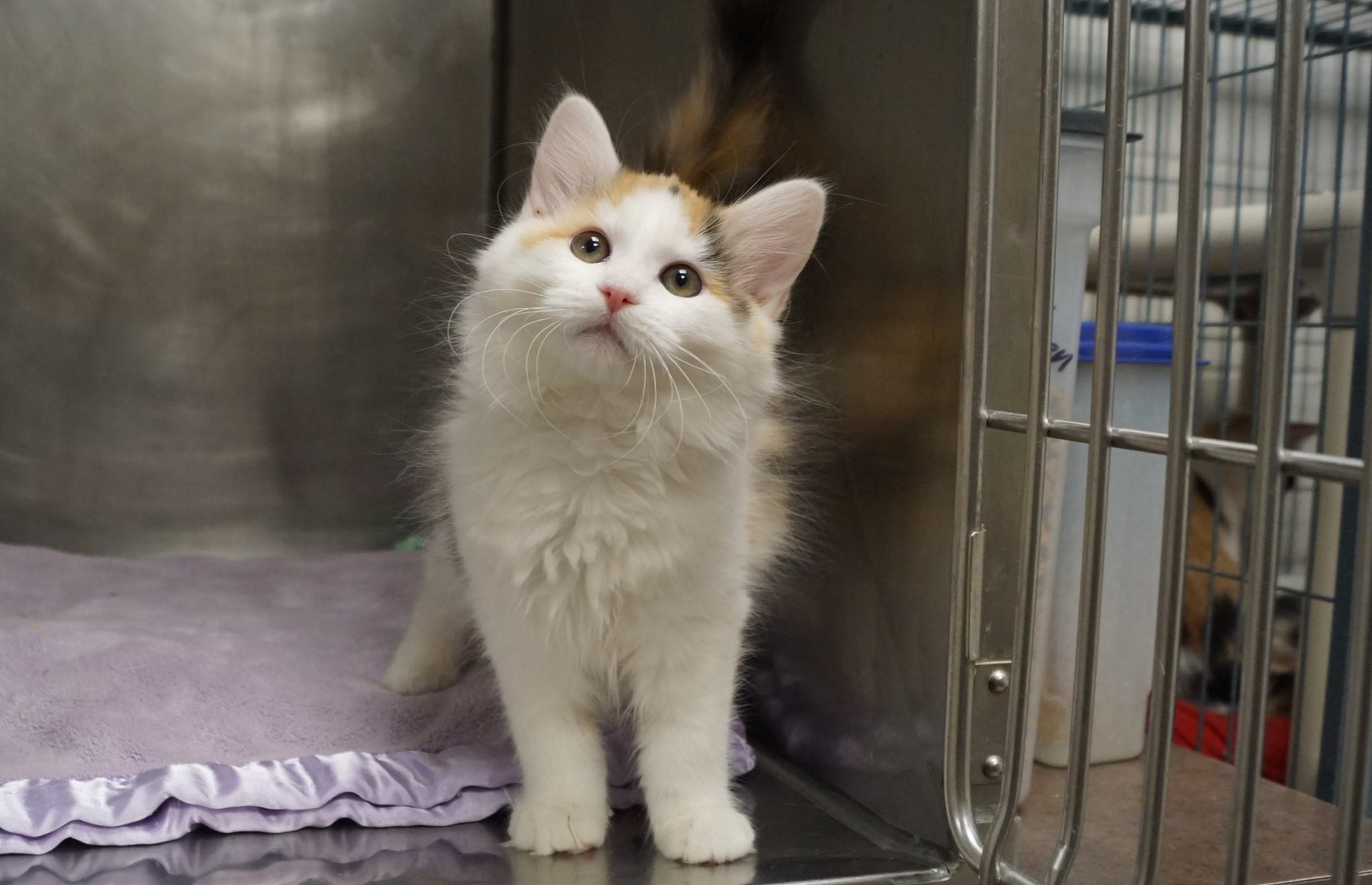 Enlarge La Di Da Di - Kitten 5, an adopted Calico in New Milford, CT image 4/6