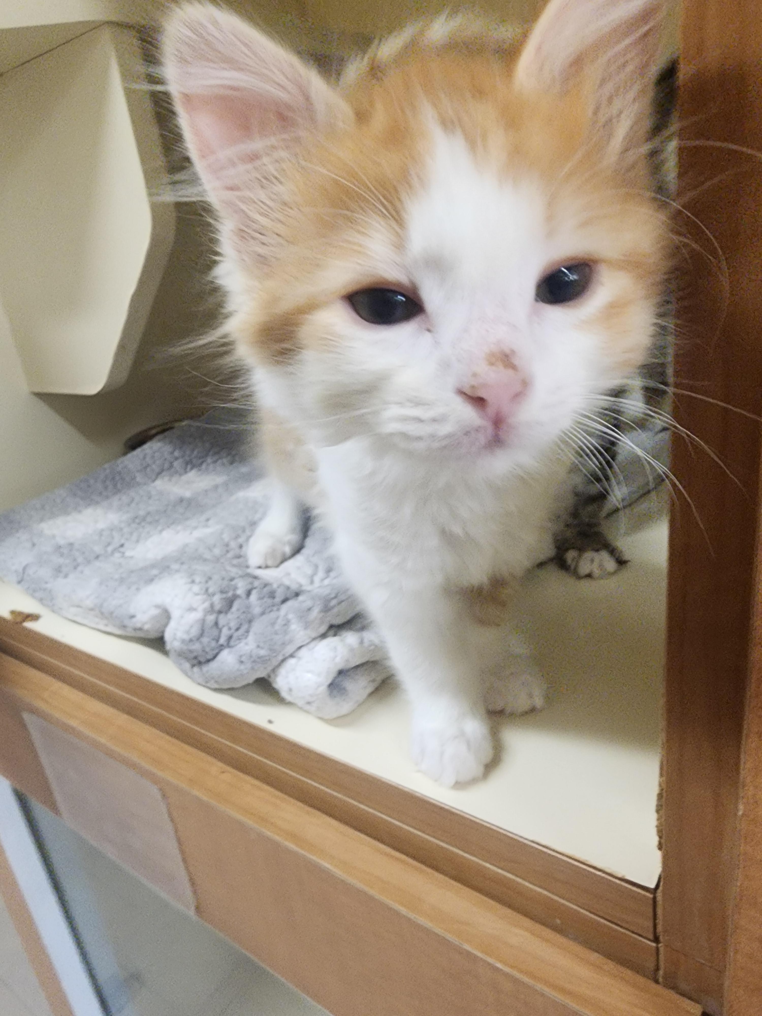 25-404AB, a ADOPTABLE mixed breed in Ridgecrest, CA image 2/2