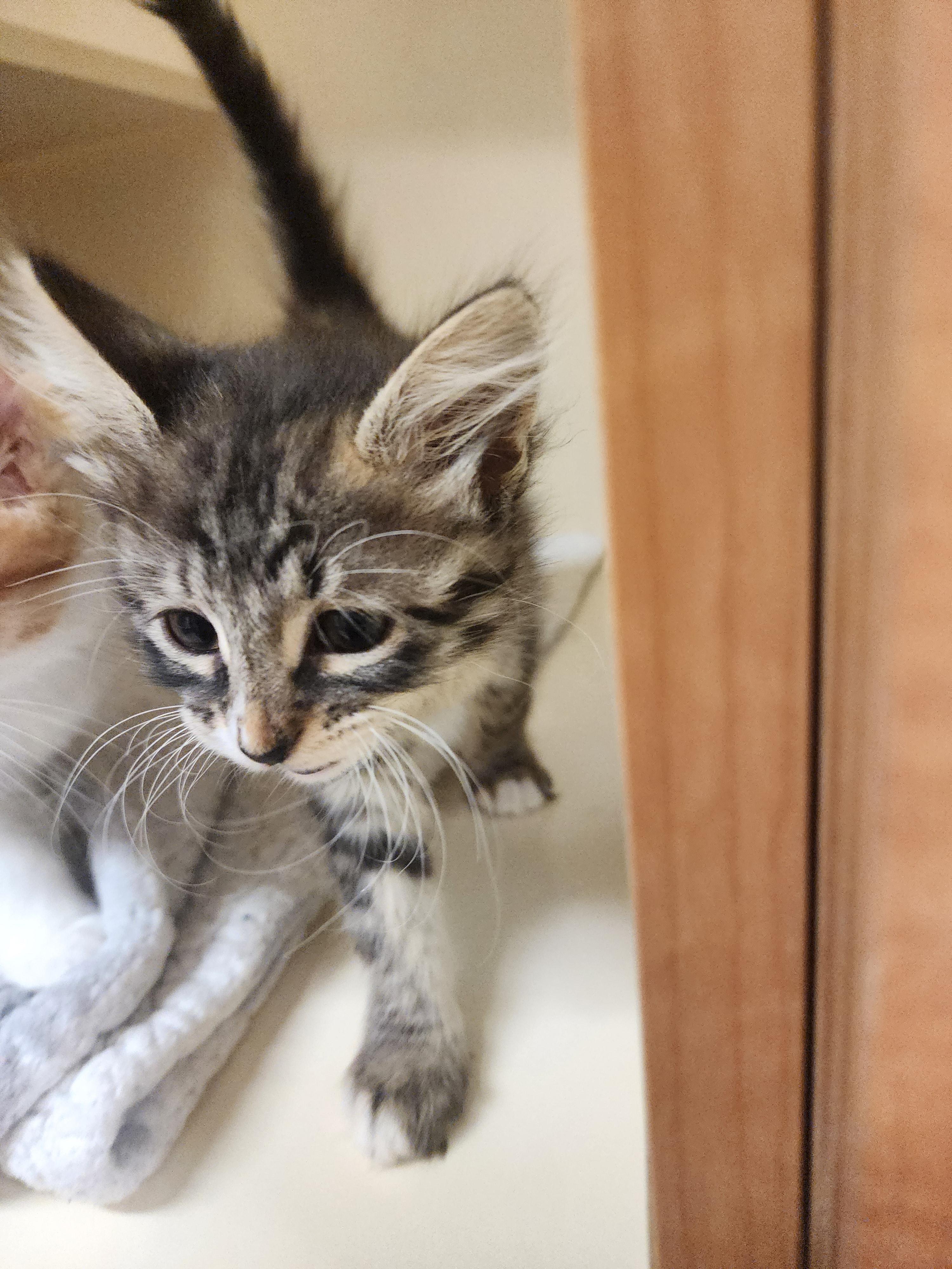 25-404AB, ADOPTABLE, Kitten Female Domestic Medium Hair.