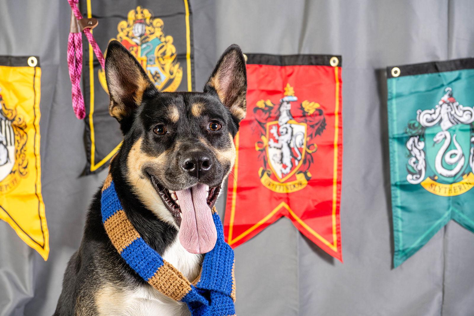 Tito, a Adoptable German Shepherd Dog in Rowlett, TX image 1/3