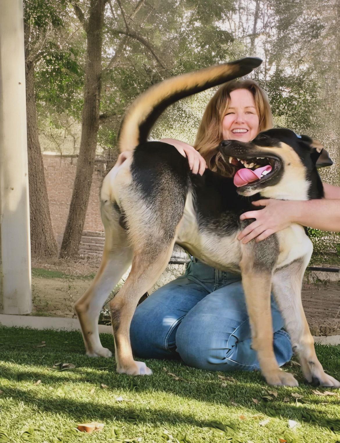 Tito, a Adoptable German Shepherd Dog in Rowlett, TX image 2/3
