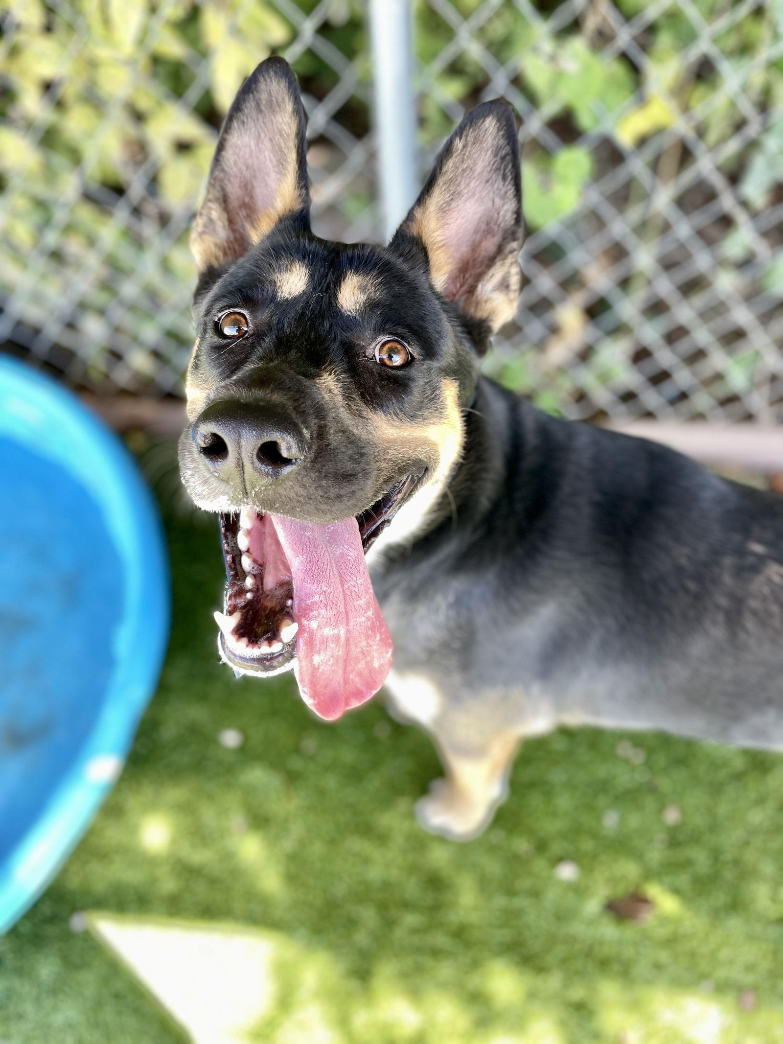 Tito, a Adoptable German Shepherd Dog in Rowlett, TX image 3/3