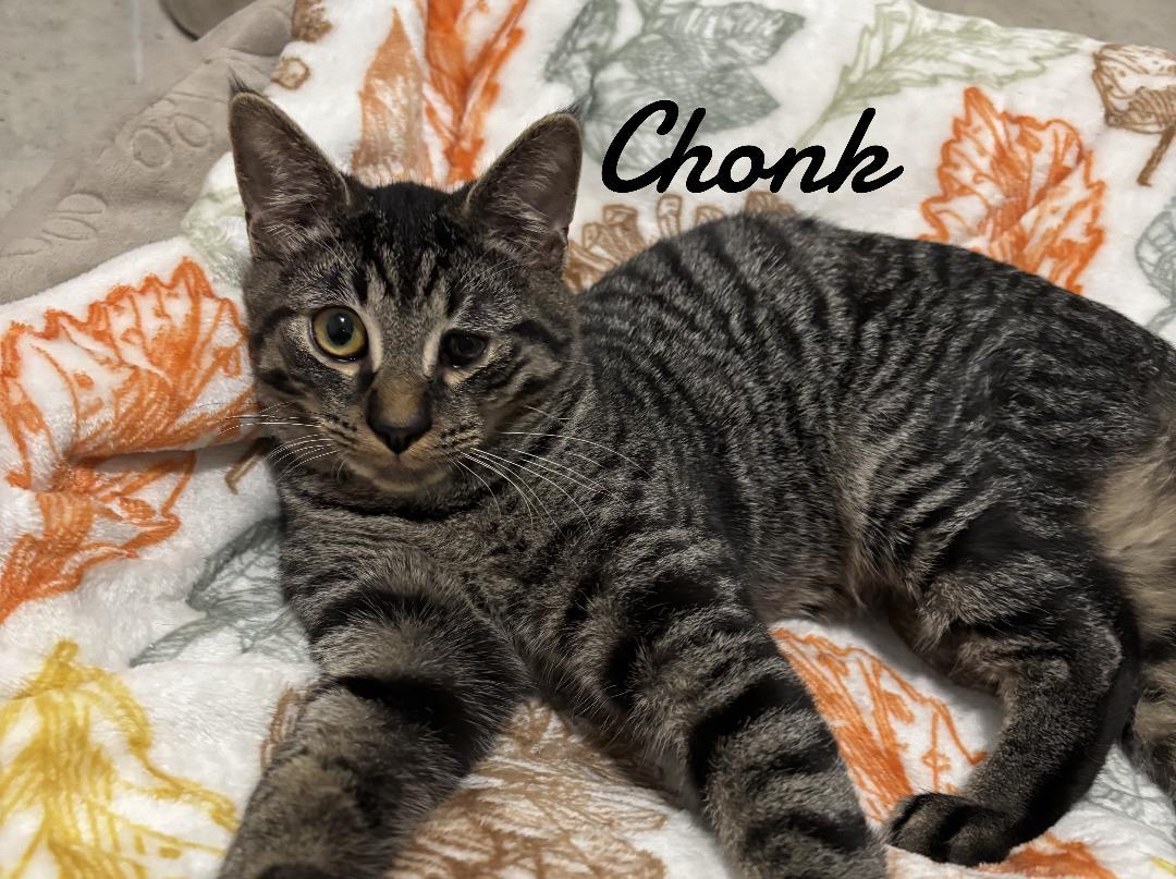 Enlarge Chonk, a Adopted Domestic Short Hair in Naugatuck, CT image 2/2